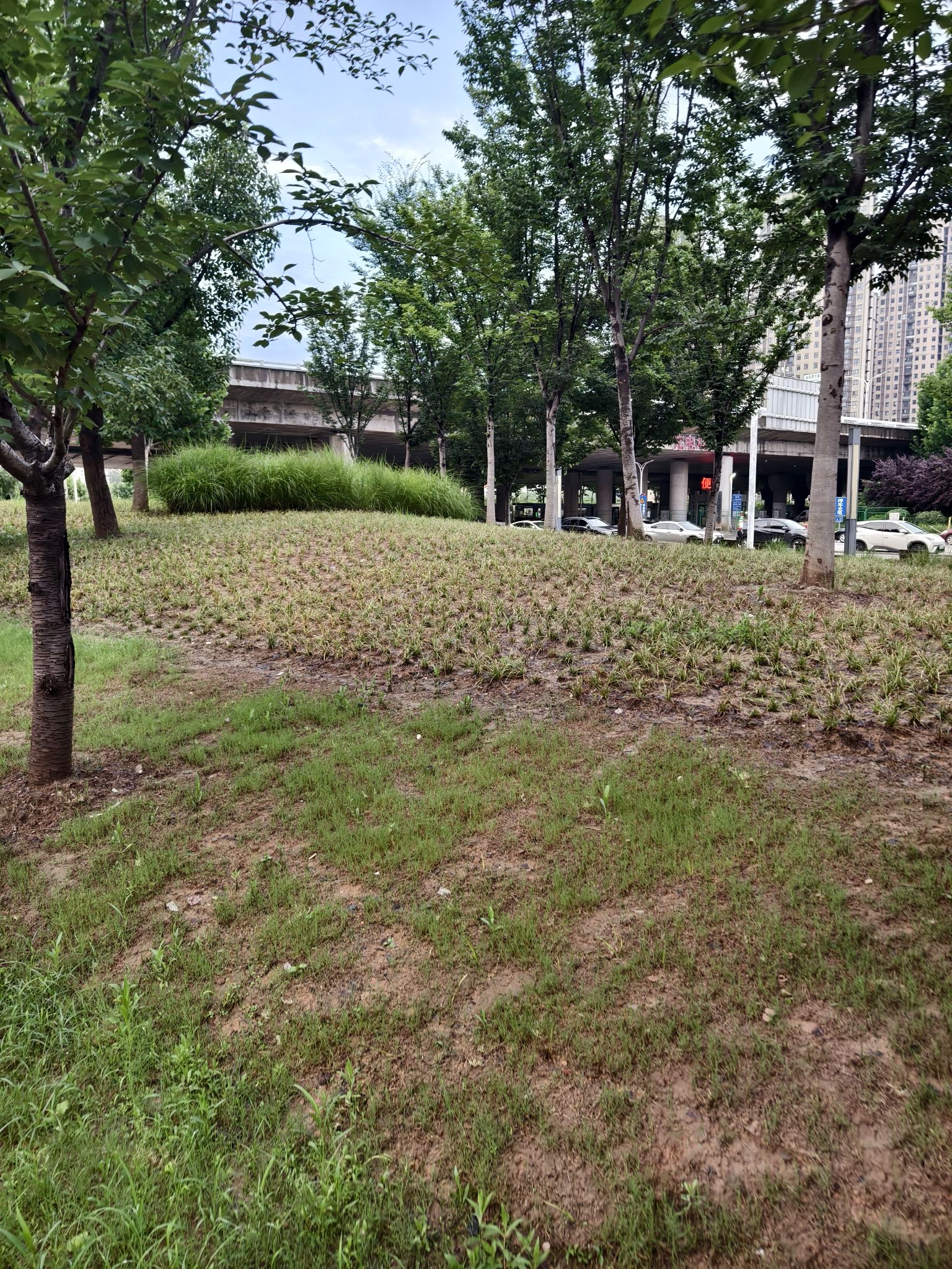 金银潭游园旅行图片 3
