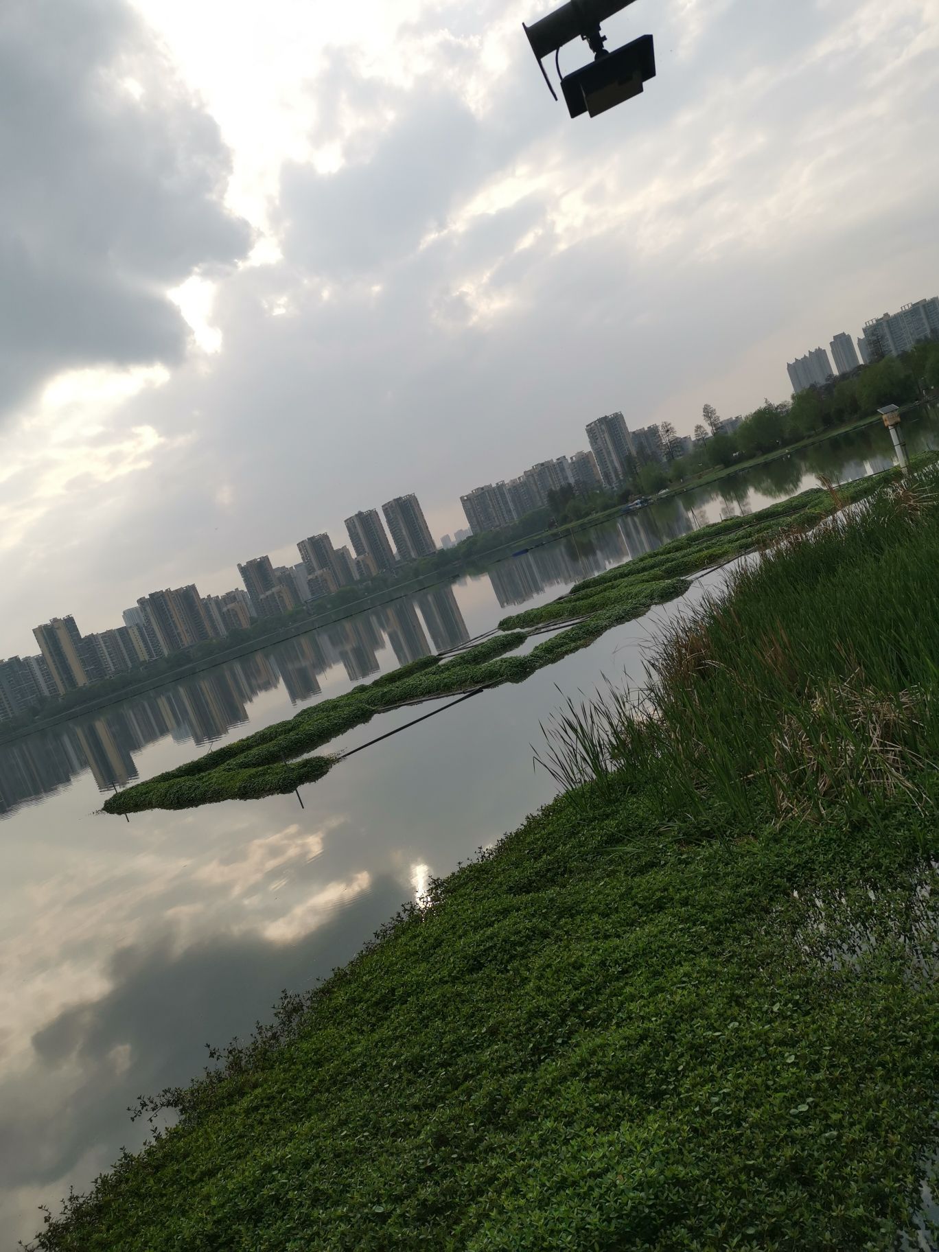 野芷湖公园旅行图片 3