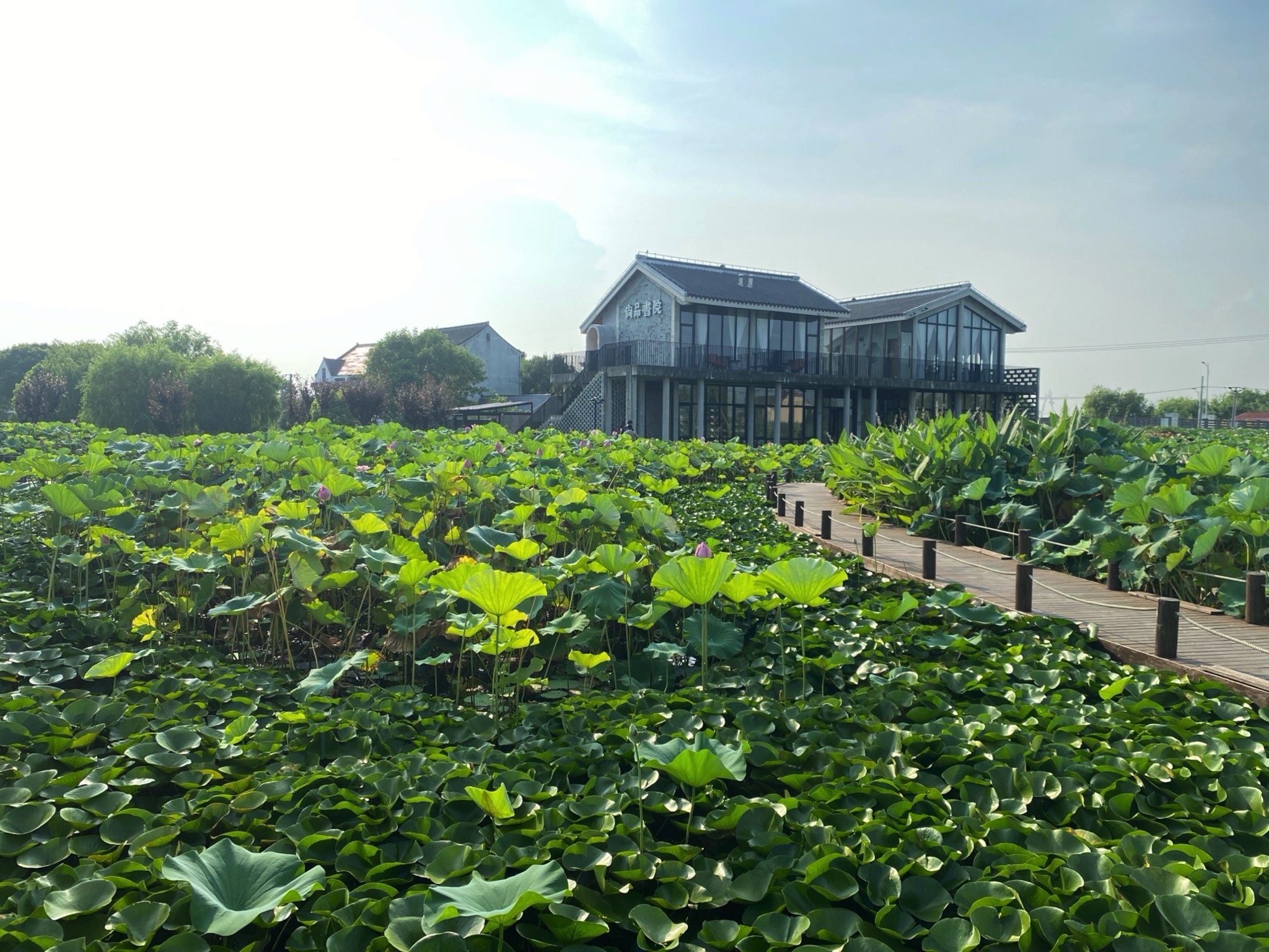 水库村湿地公园旅行图片 1