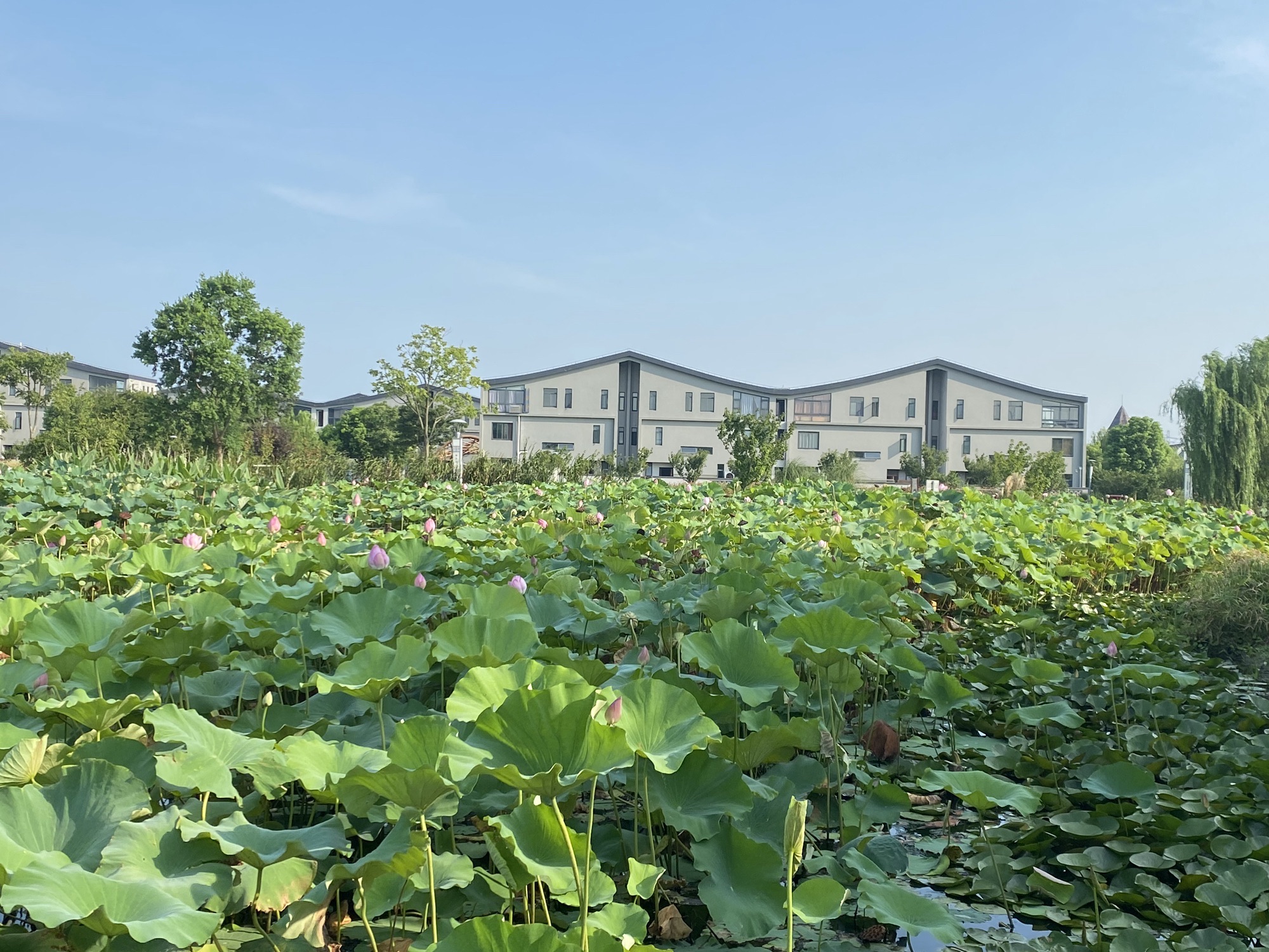 水库村湿地公园旅行图片 2