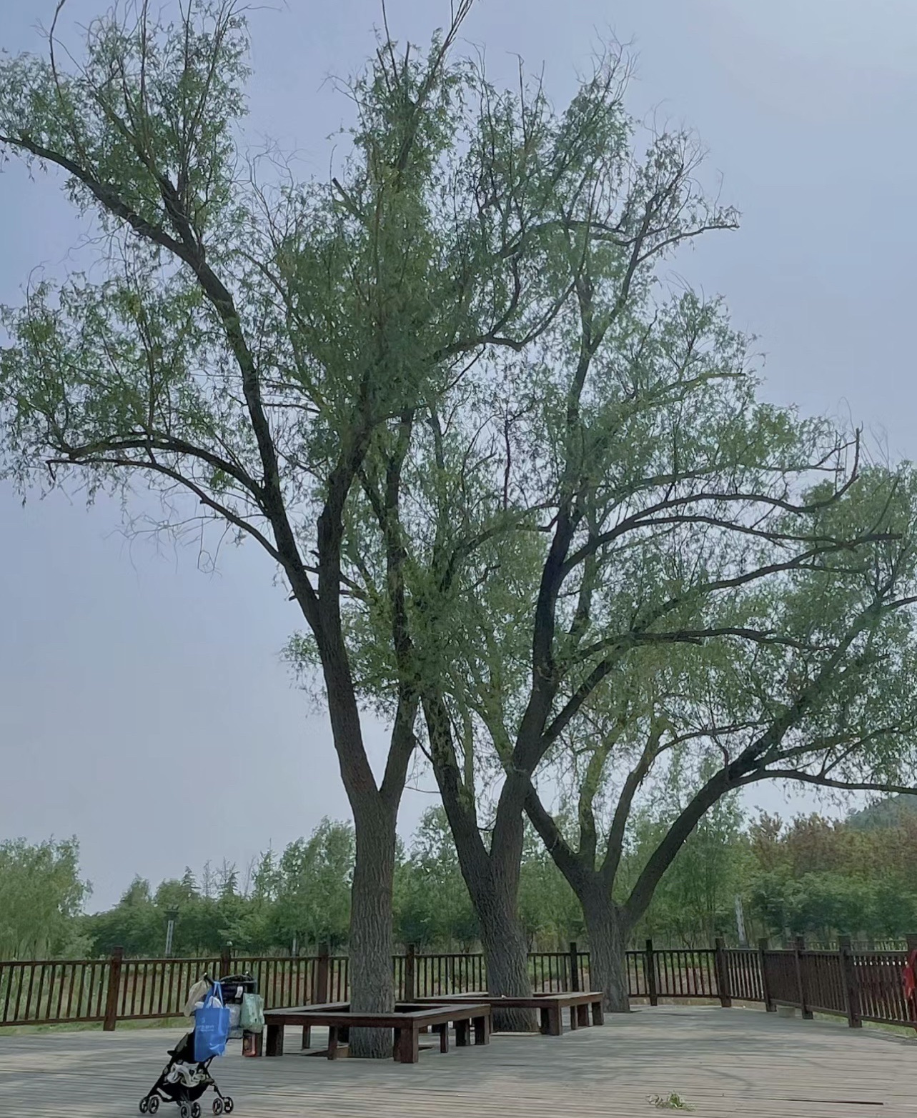 朱樱湖湿地公园旅行图片 3