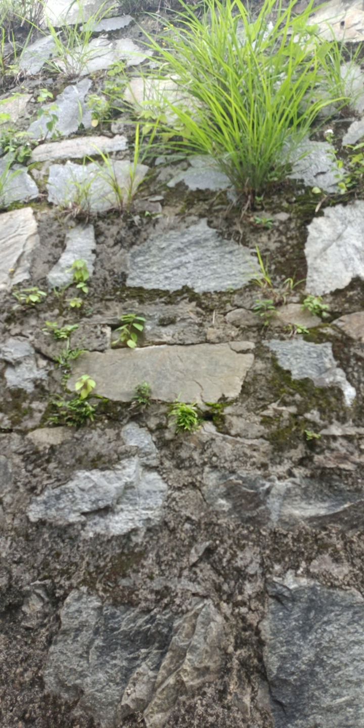 天柱山魔幻森林景区旅行图片 1