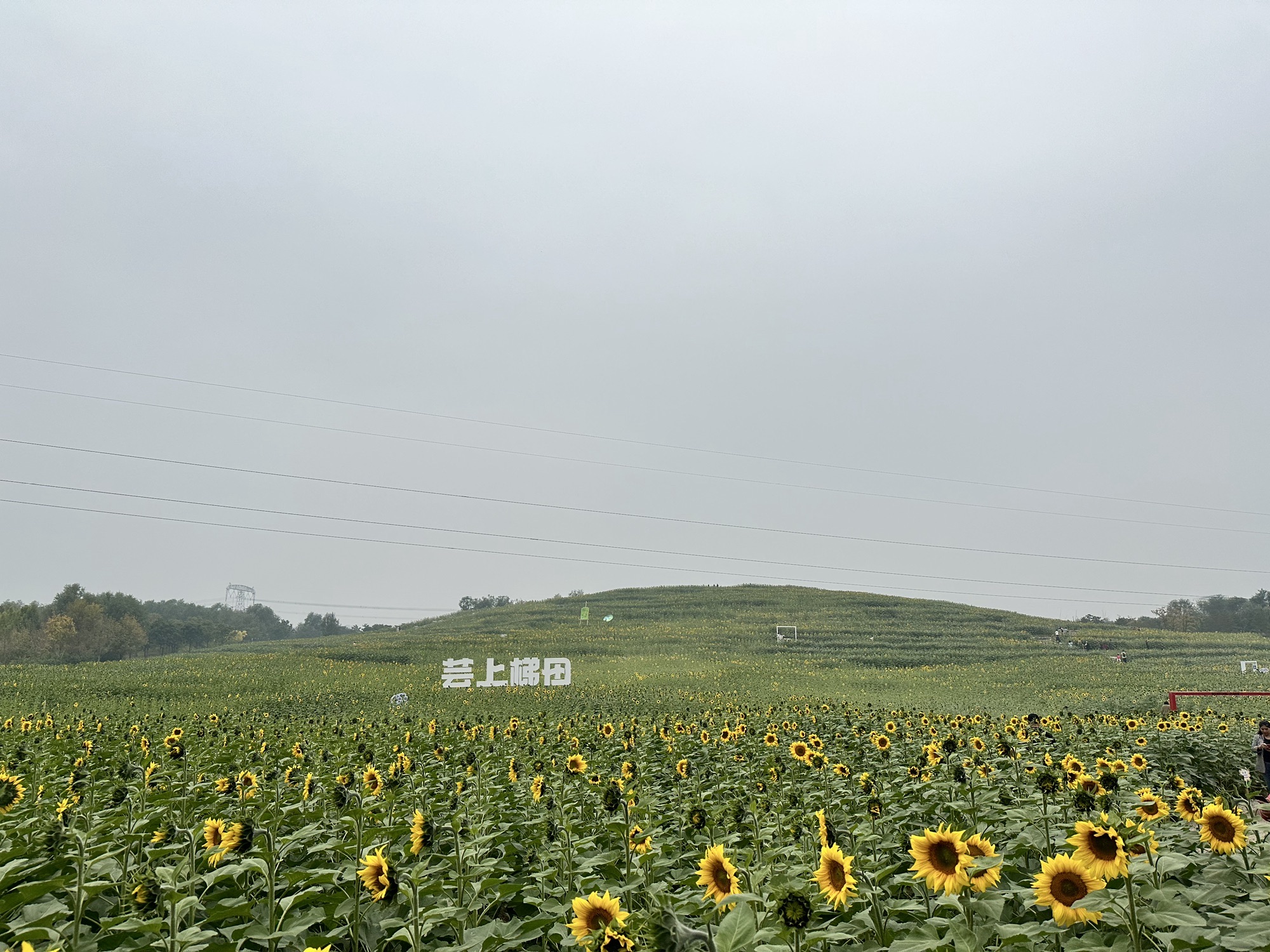北京温榆河公园·湿地示范-芸上梯田旅行图片 1