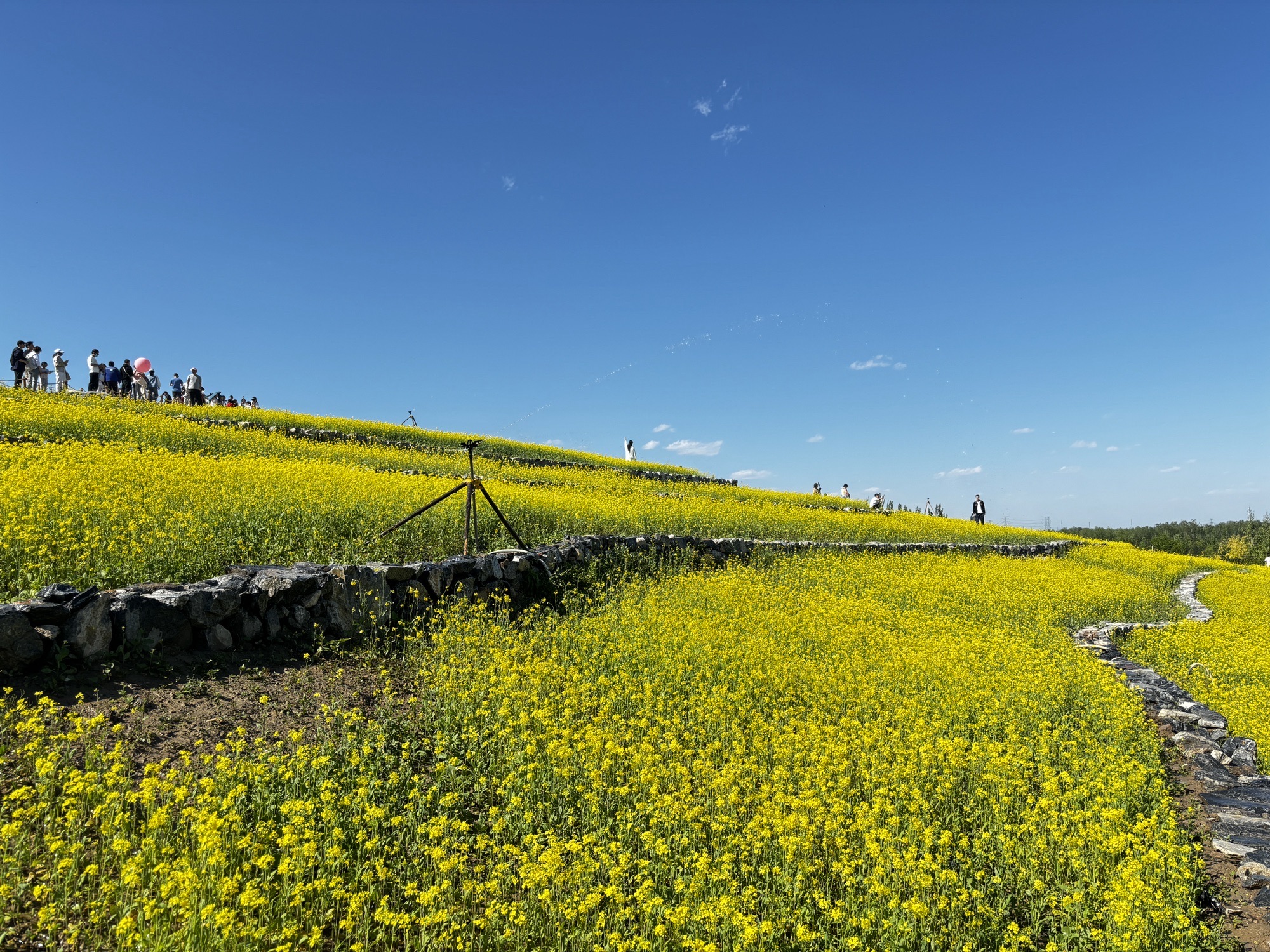 北京温榆河公园·湿地示范-芸上梯田旅行图片 2