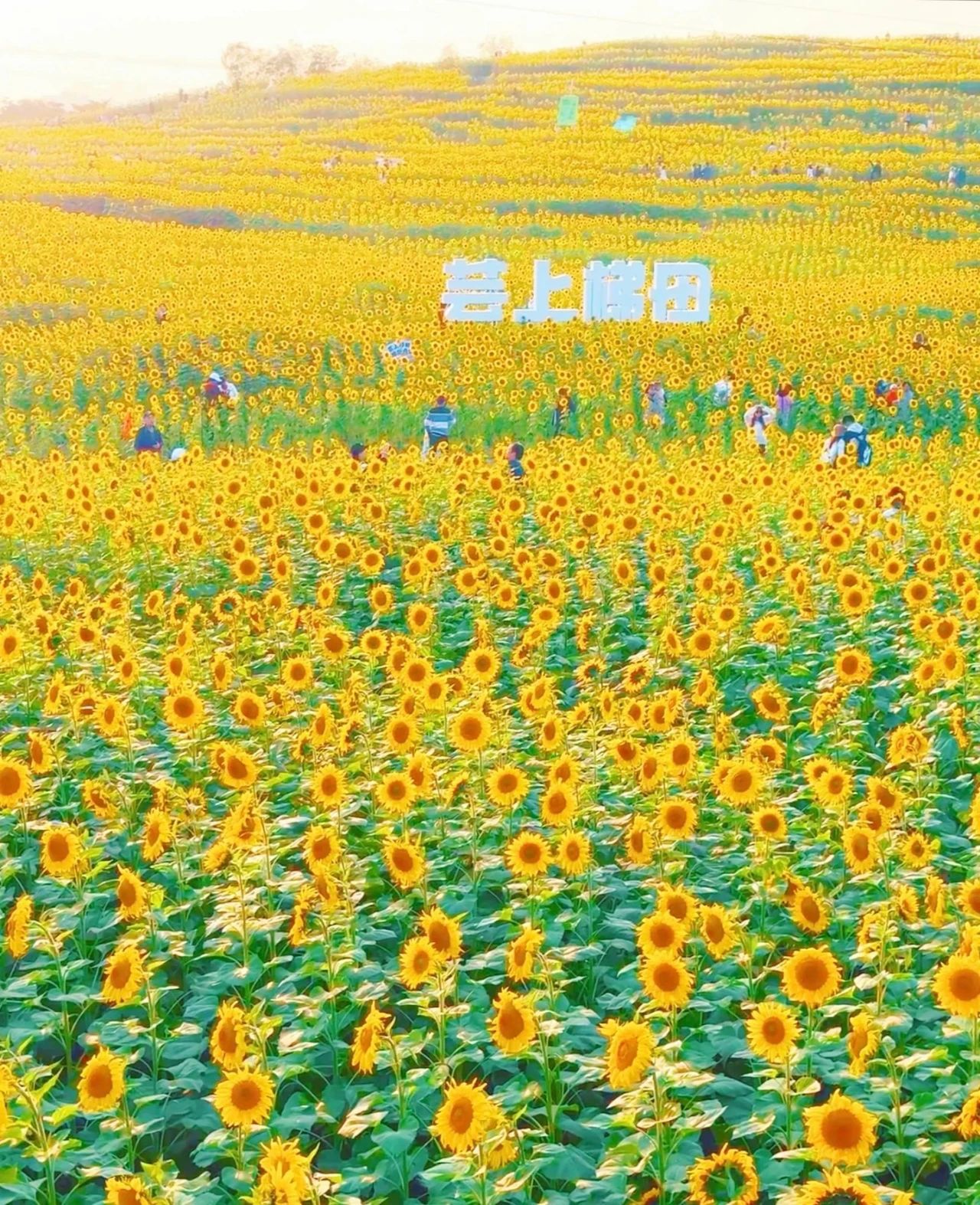 北京温榆河公园·湿地示范-芸上梯田旅行图片 1
