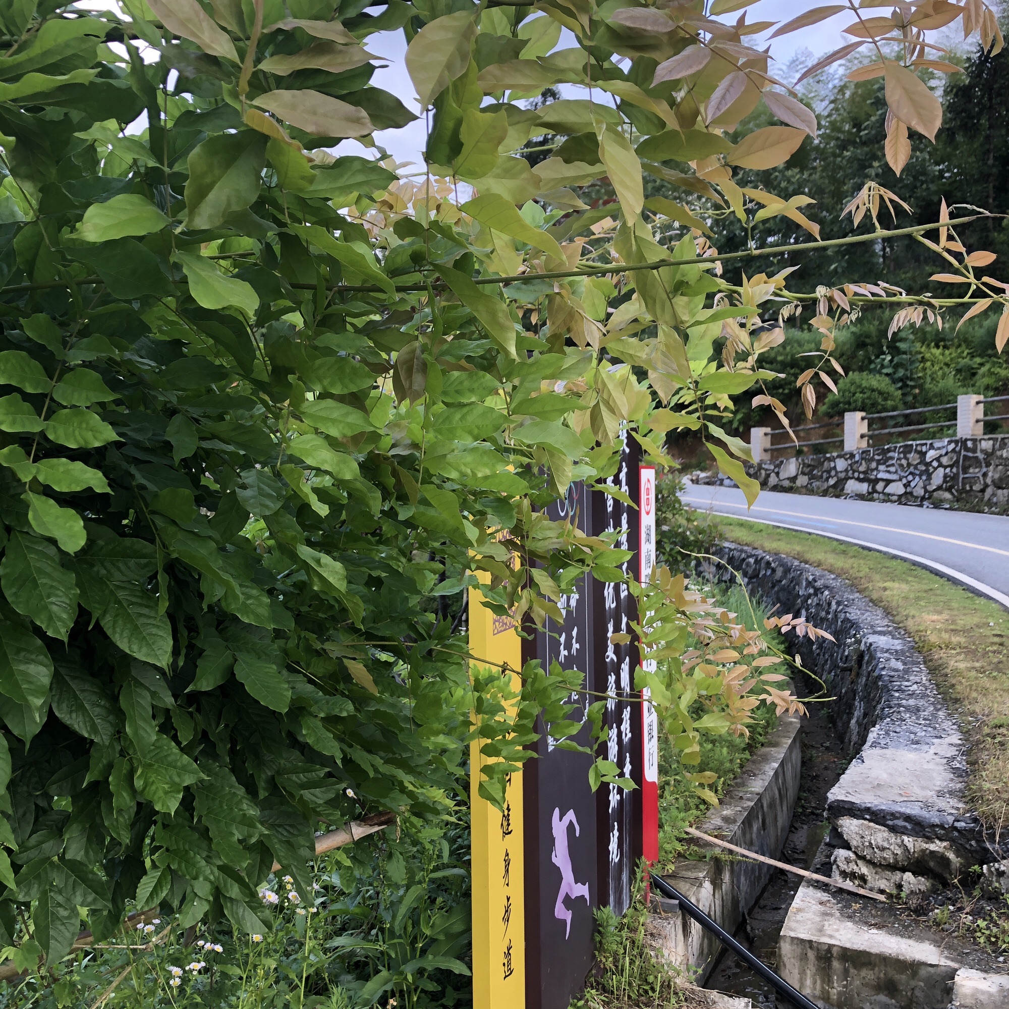 隆回县向家牛天岭景区旅行图片 1