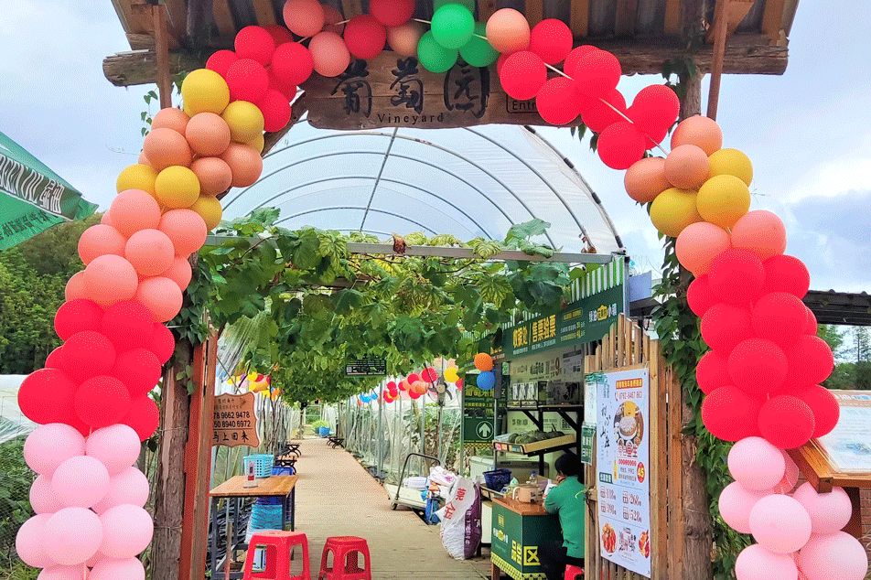绿油花果树小镇旅行图片 2