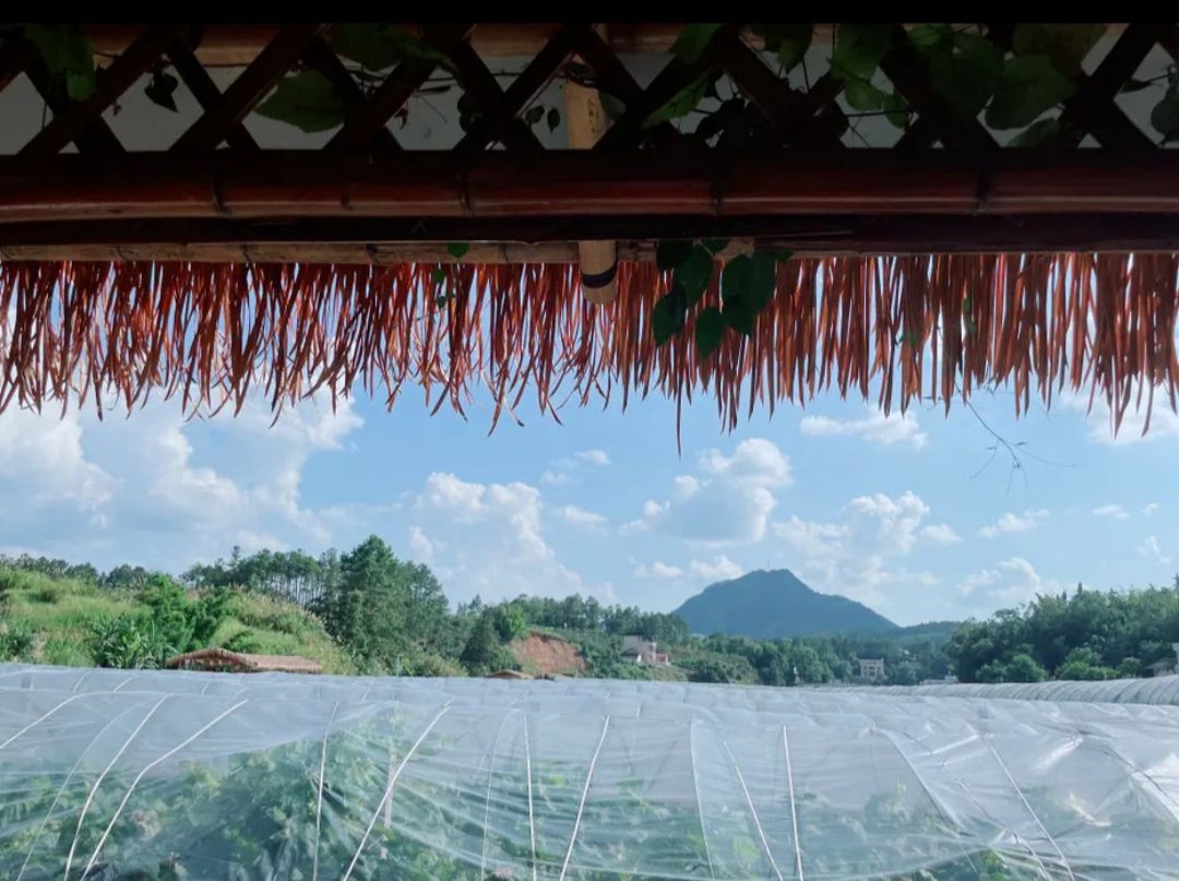 绿油花果树小镇旅行图片 1