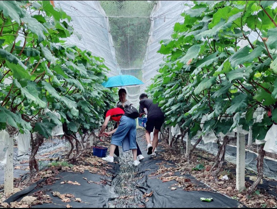 绿油花果树小镇旅行图片 2