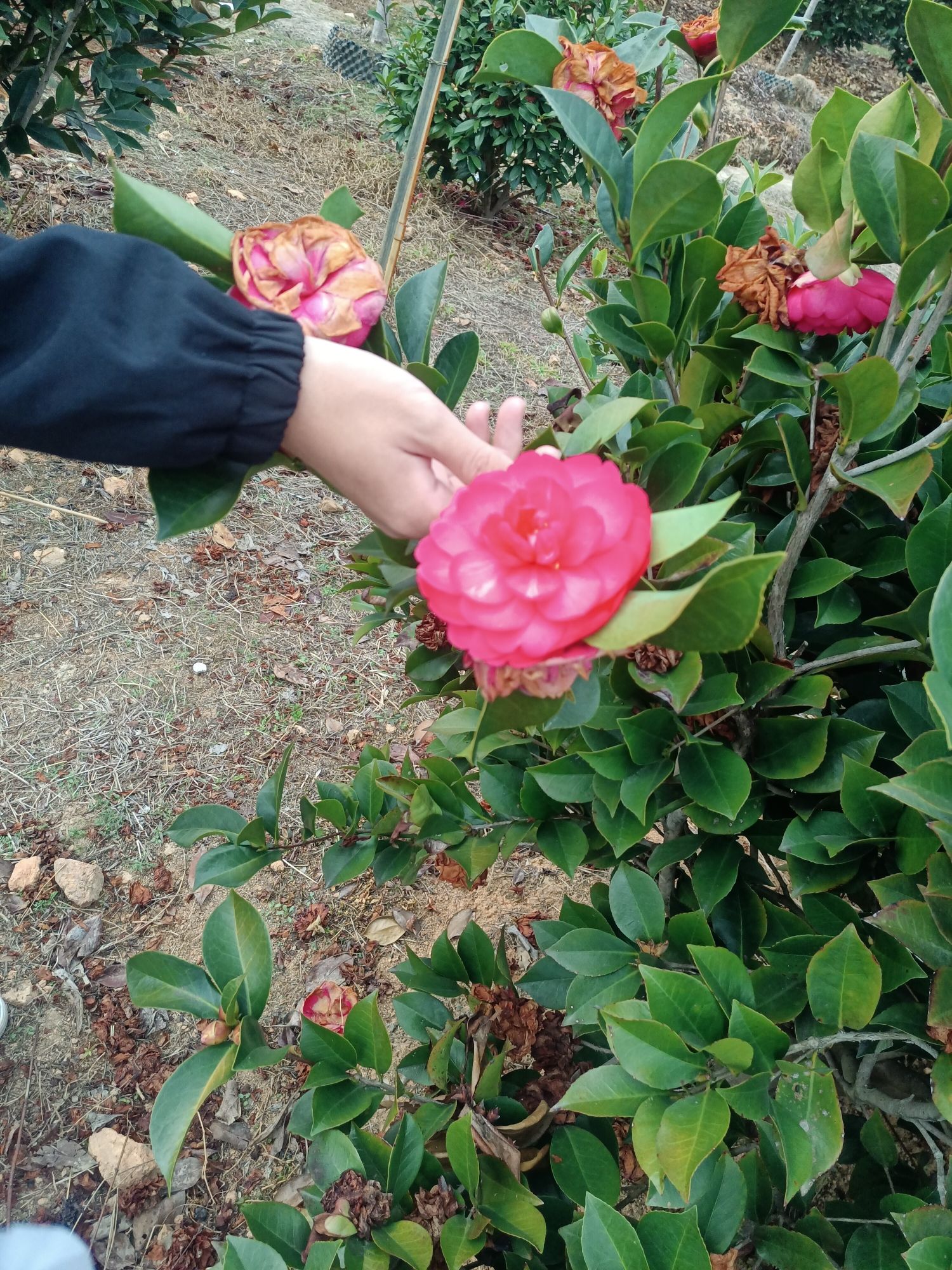 绿油花果树小镇旅行图片 1