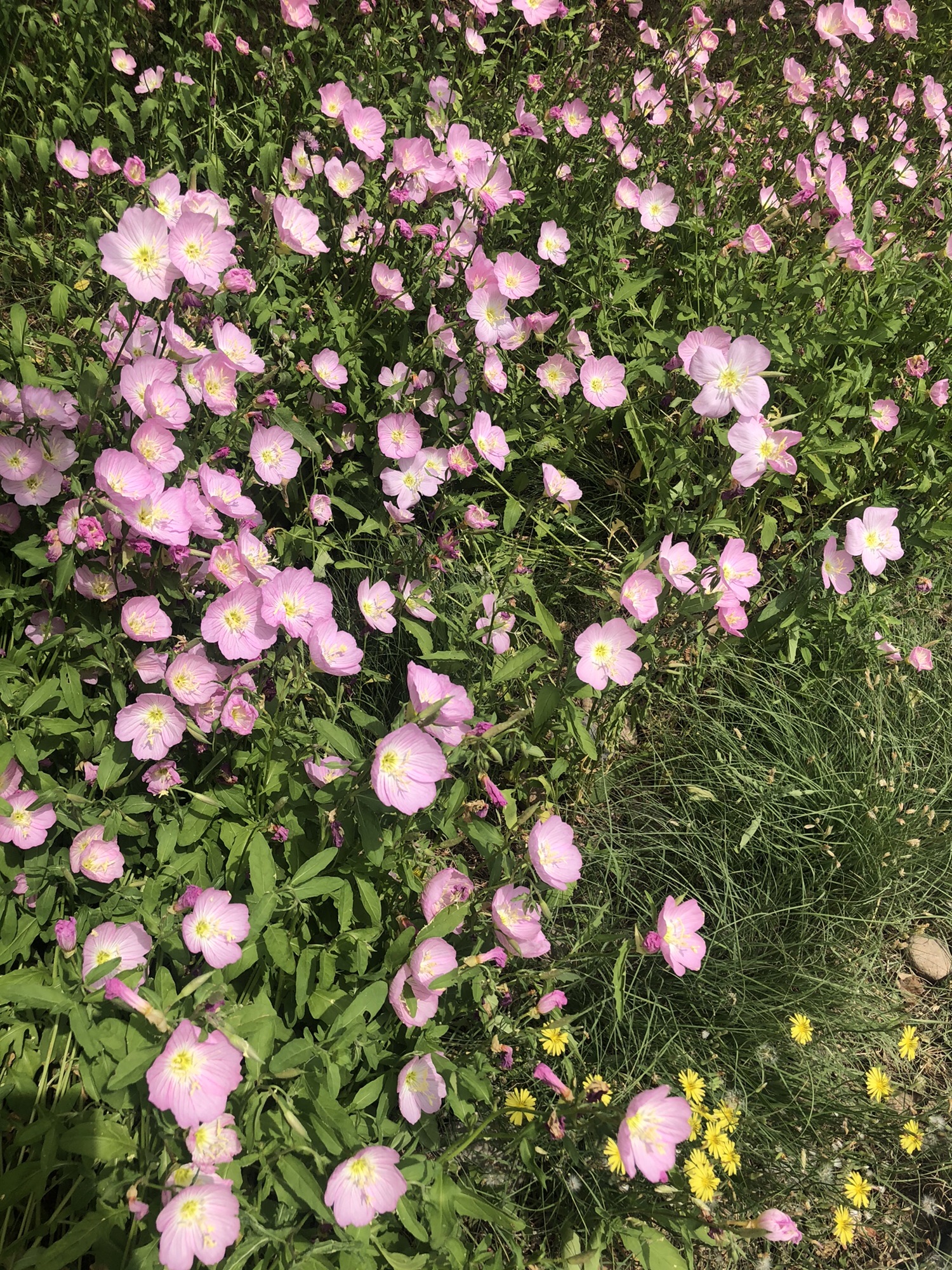 久敬庄公园旅行图片 3