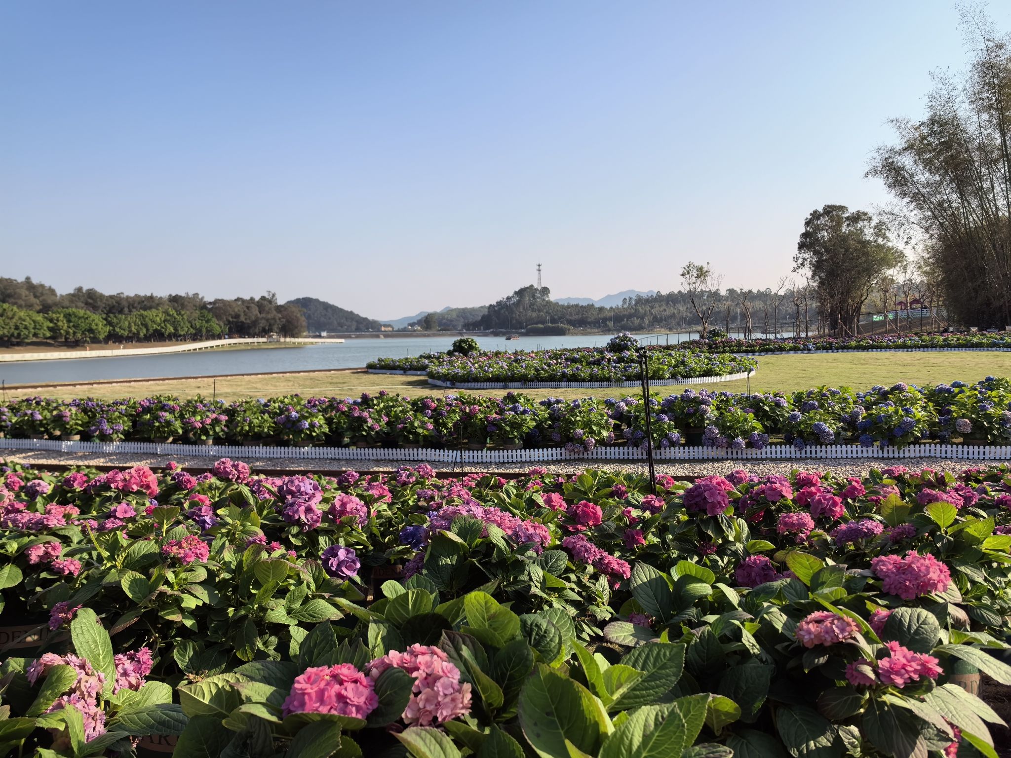 广州花都马岭观花植物园旅行图片 1