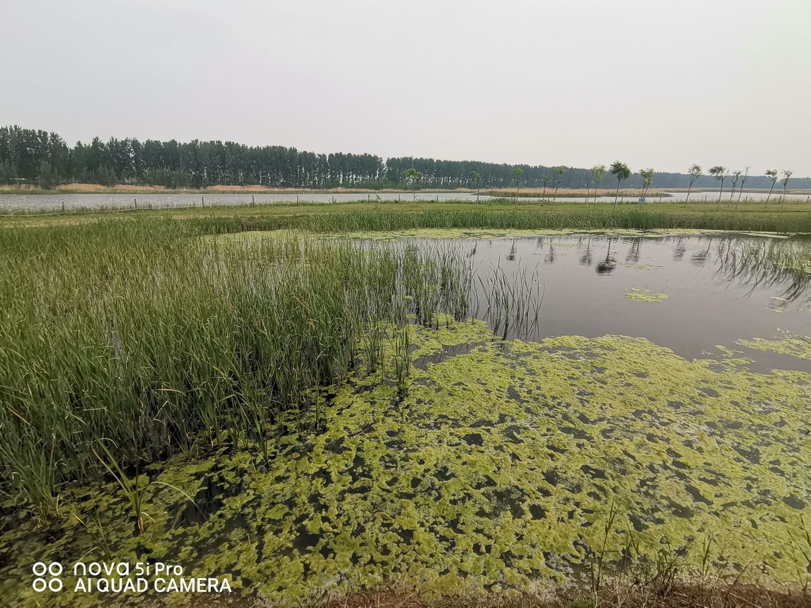 府河河口湿地旅行图片 1
