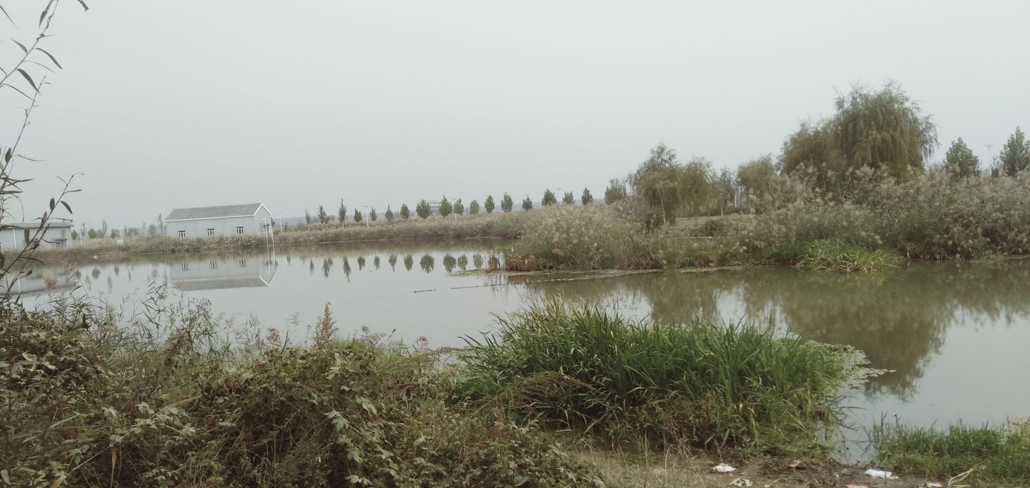 府河河口湿地旅行图片 1