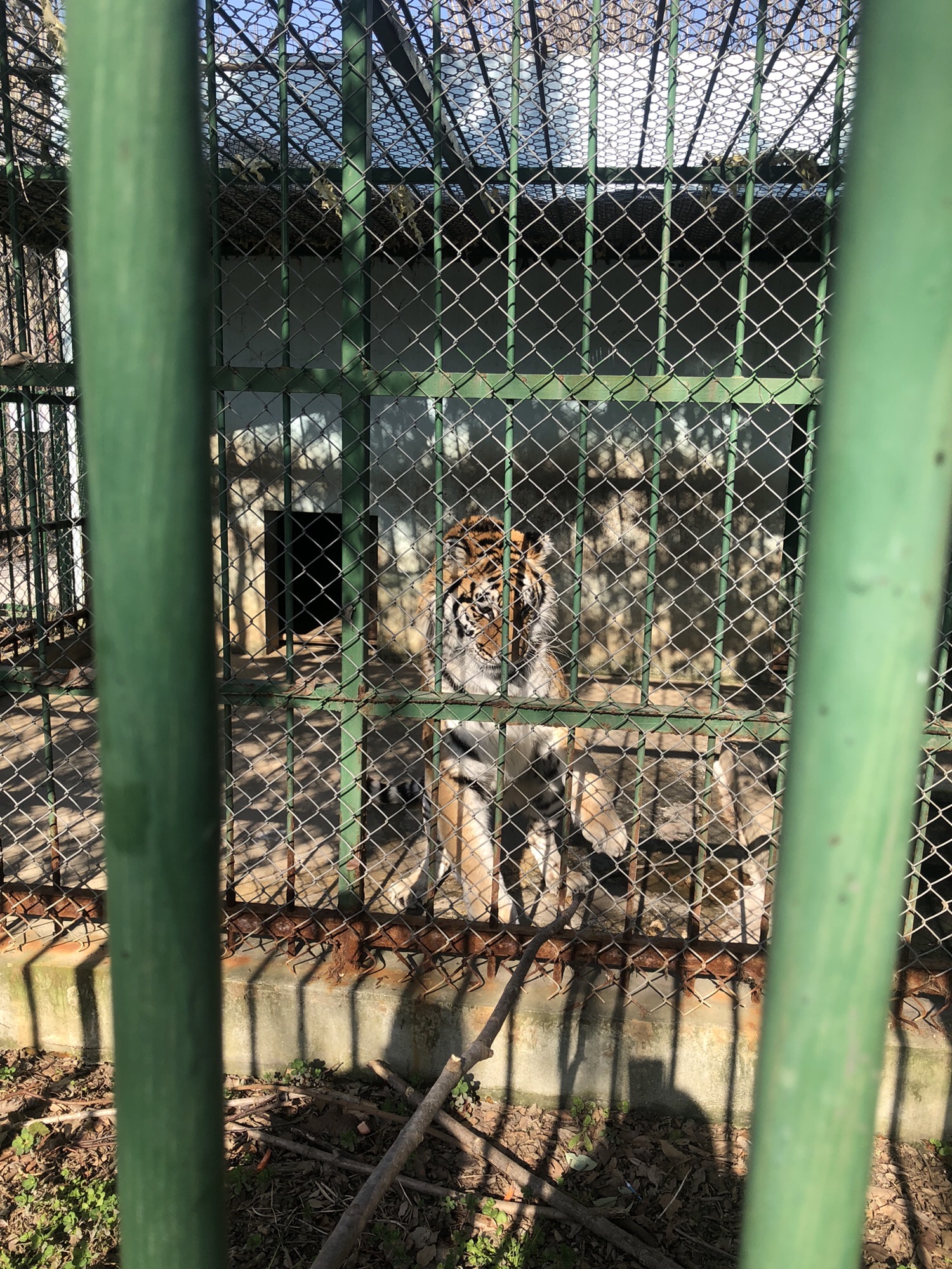 江天动物园旅行图片 2