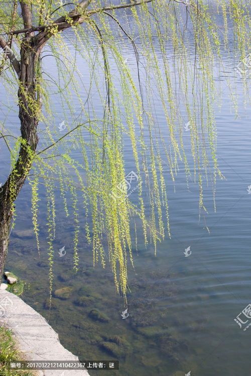 南县琴湖湿地公园旅行图片 1