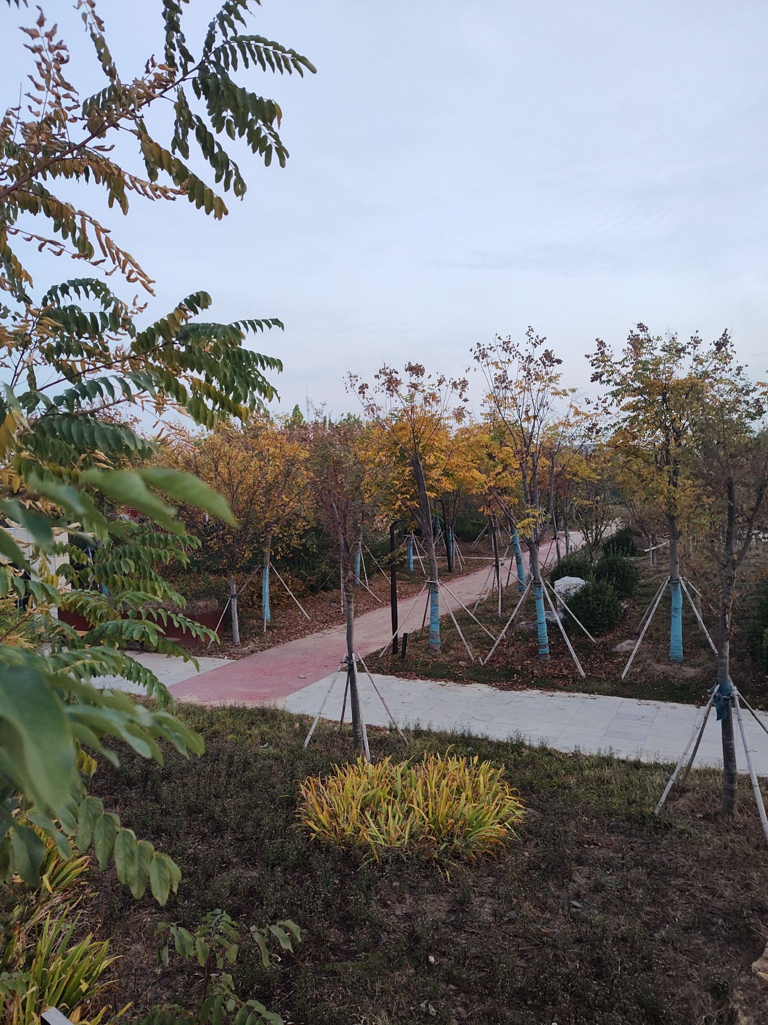金乡县胡集镇市民公园旅行图片 1