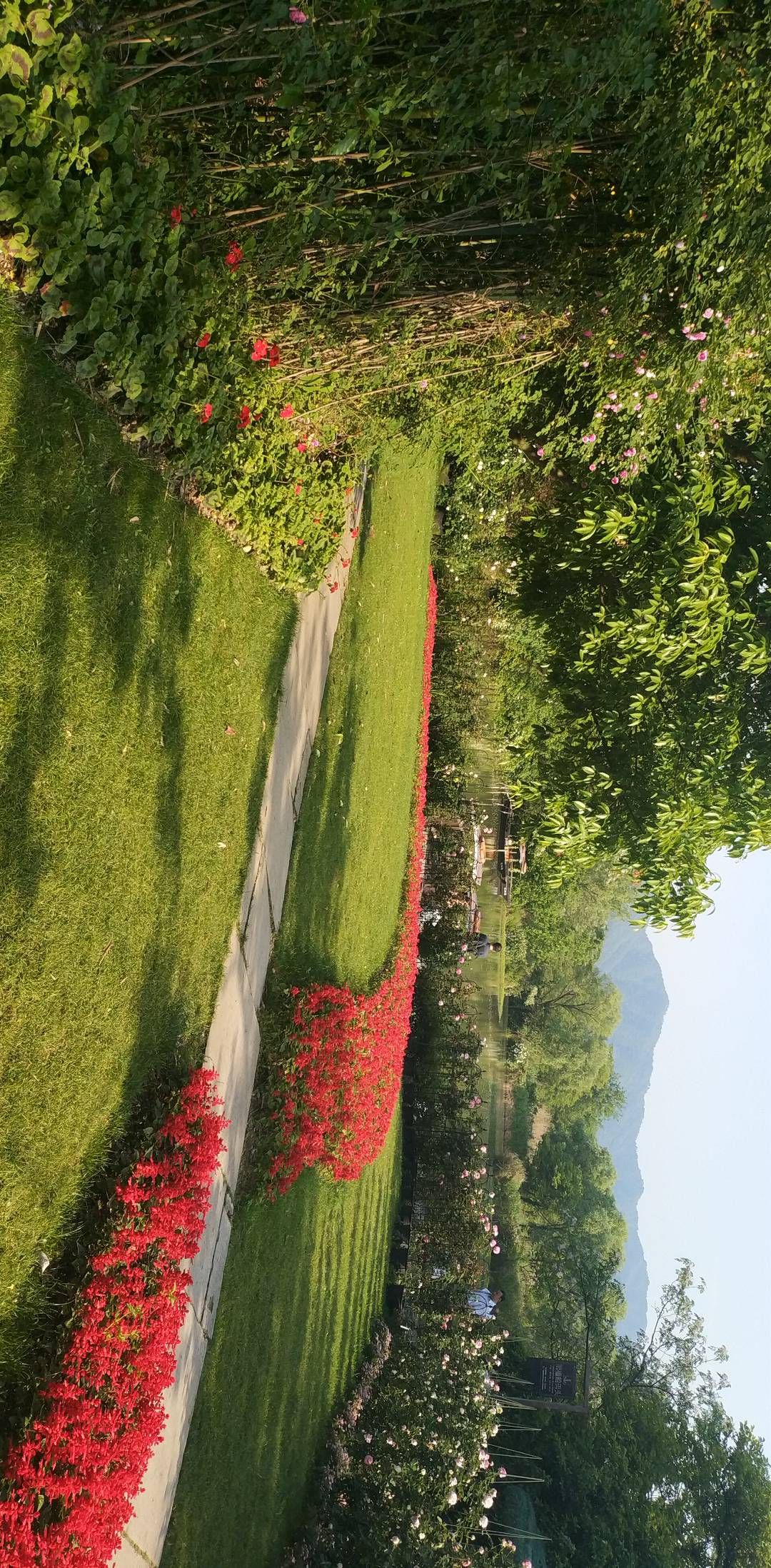 麒麟中央公园旅行图片 2