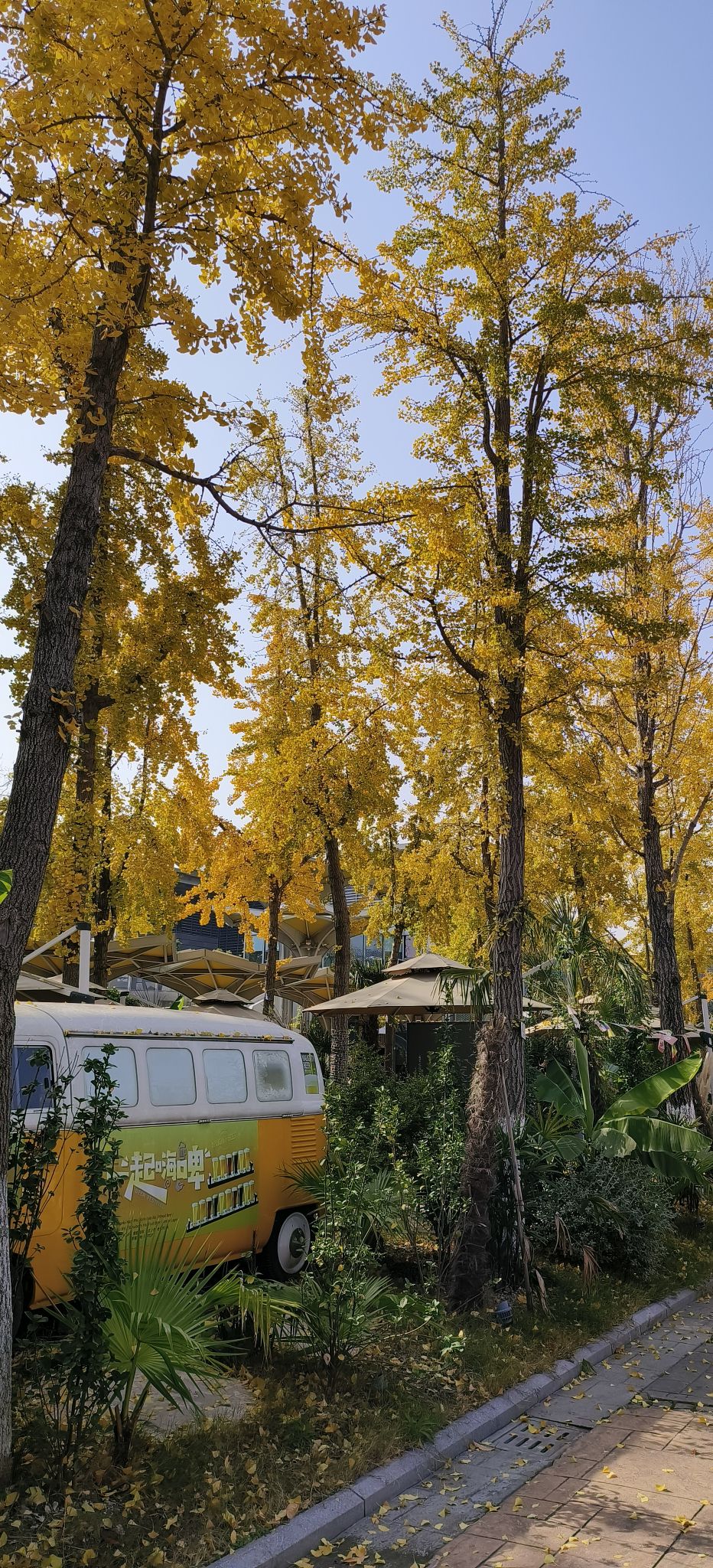 银杏里文化艺术街区旅行图片 2