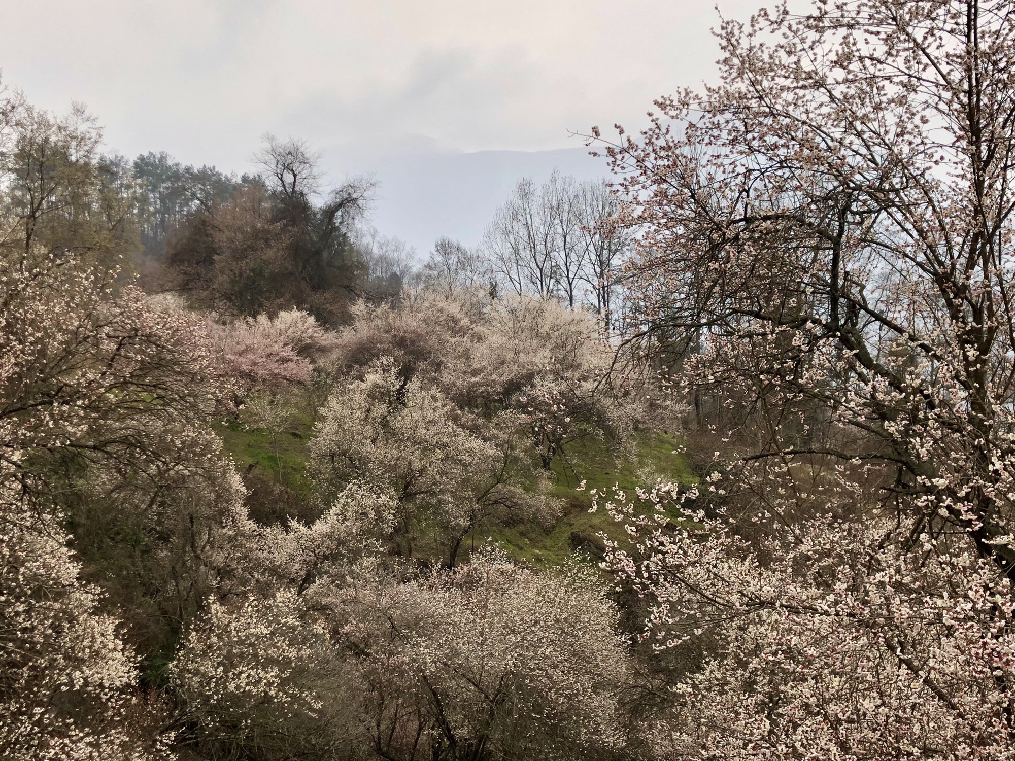 印象梅林景区旅行图片 1