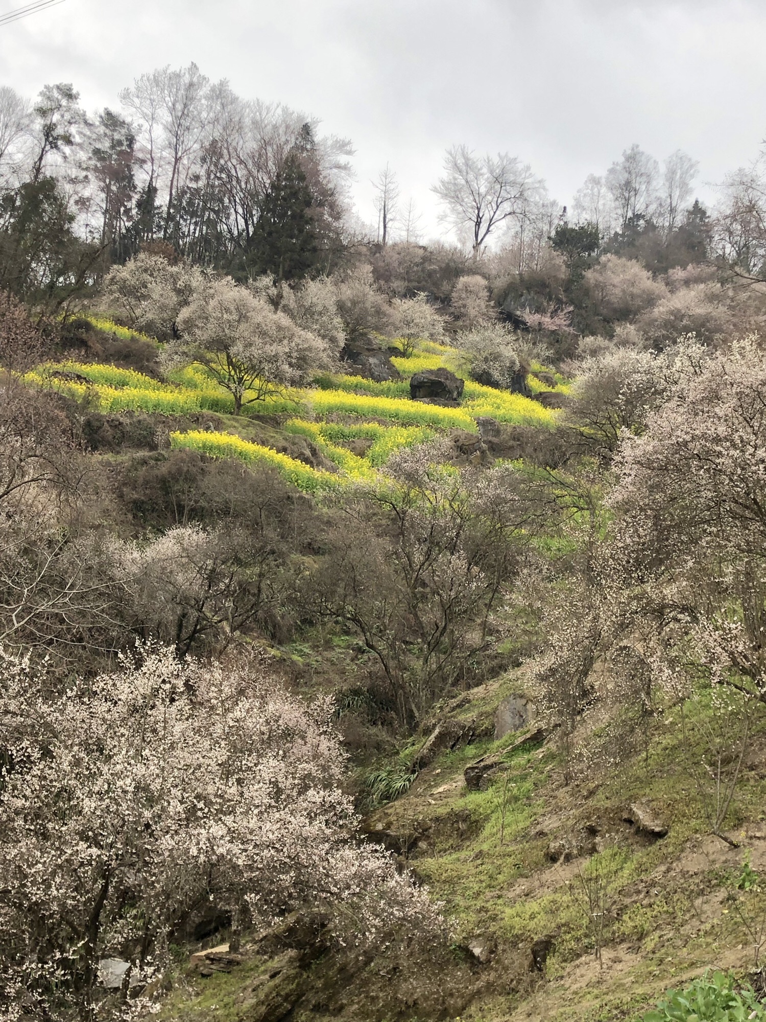 印象梅林景区旅行图片 2