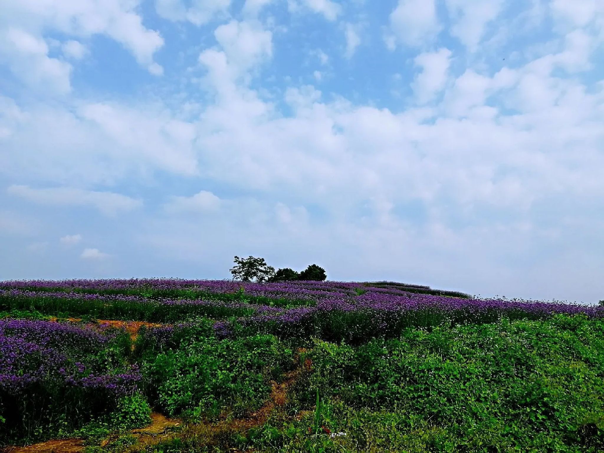 柳州市柳东百花岭旅行图片 1