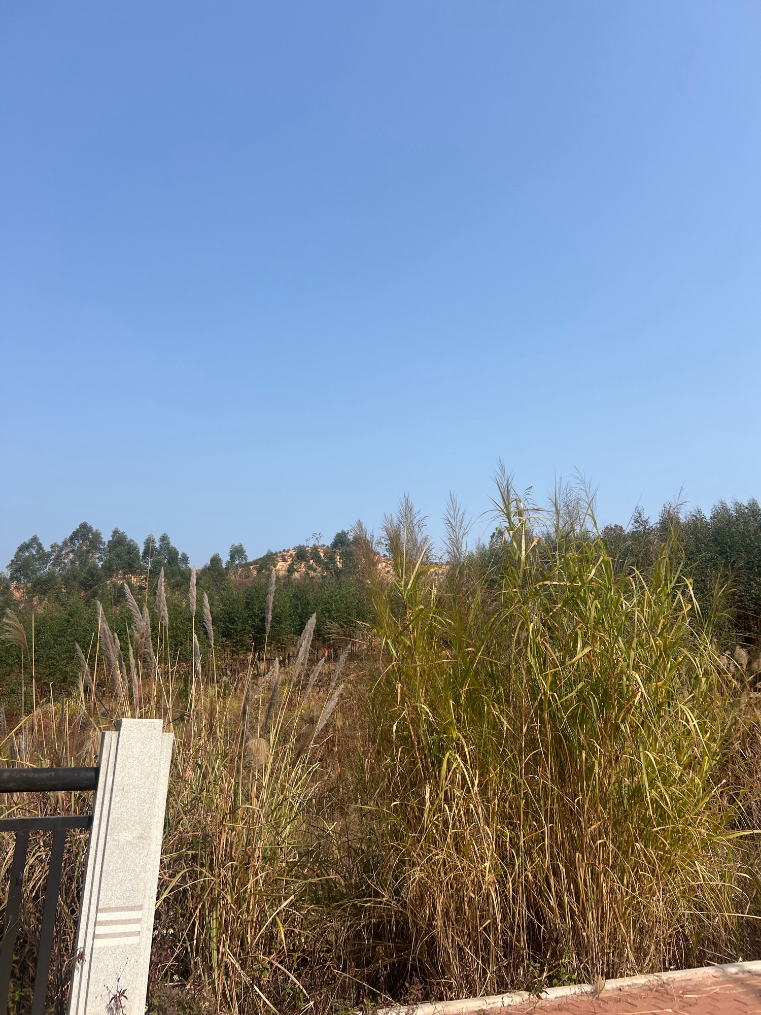 柳州市柳东百花岭旅行图片 1