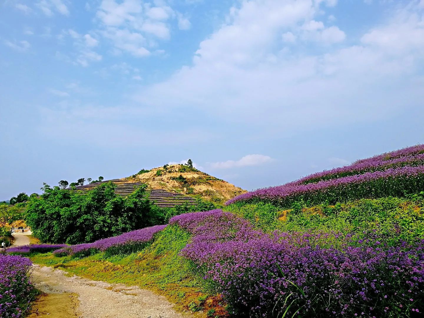 柳州市柳东百花岭旅行图片 2