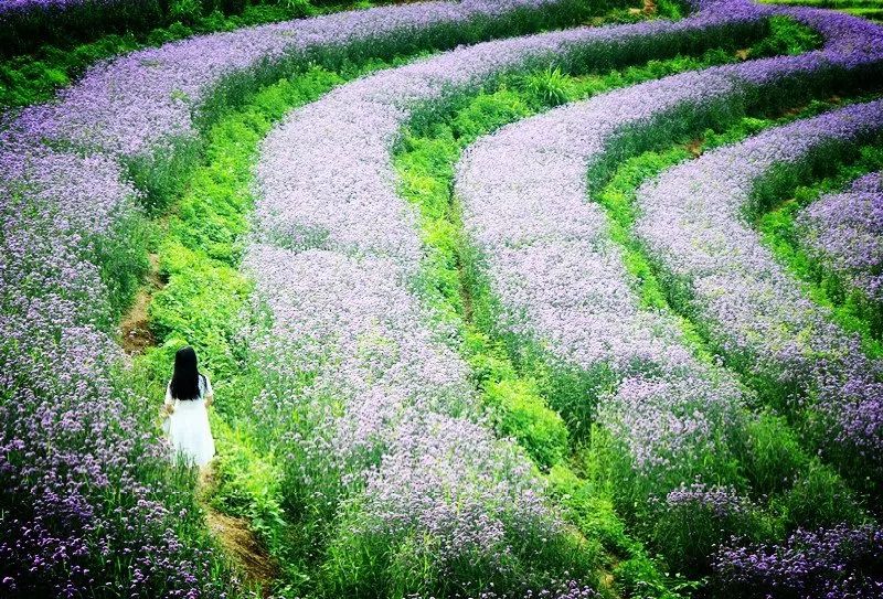 柳州市柳东百花岭旅行图片 3