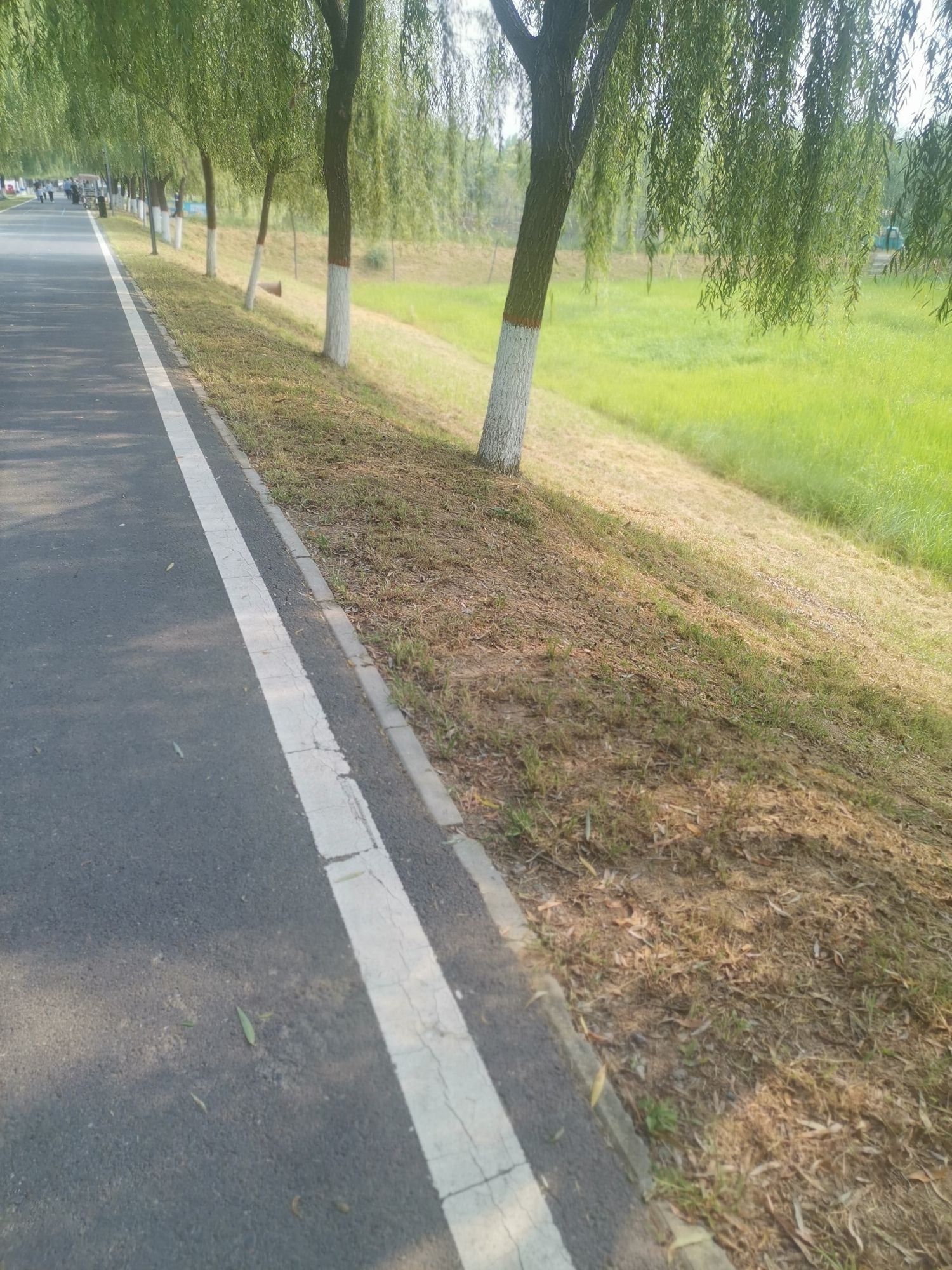 齐东古城遗址公园旅行图片 2