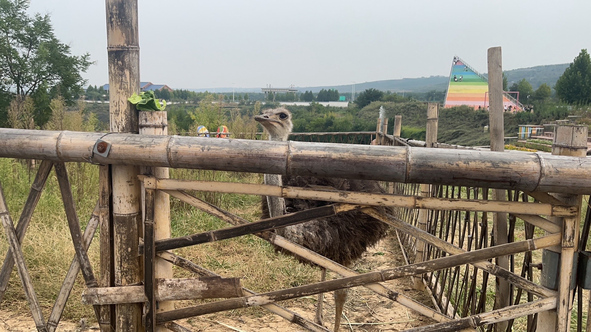 太行渡口花乐园景区旅行图片 3