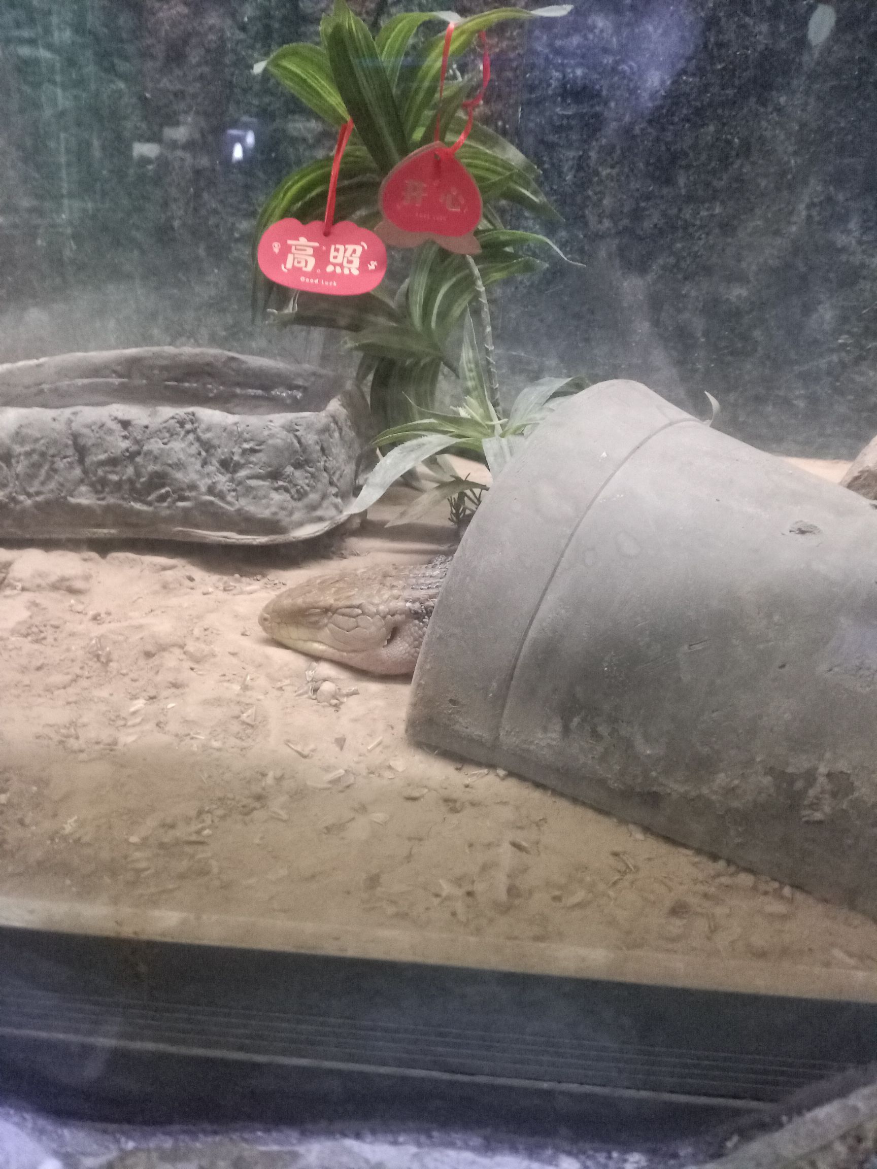 萌萌Zoo室内动物园