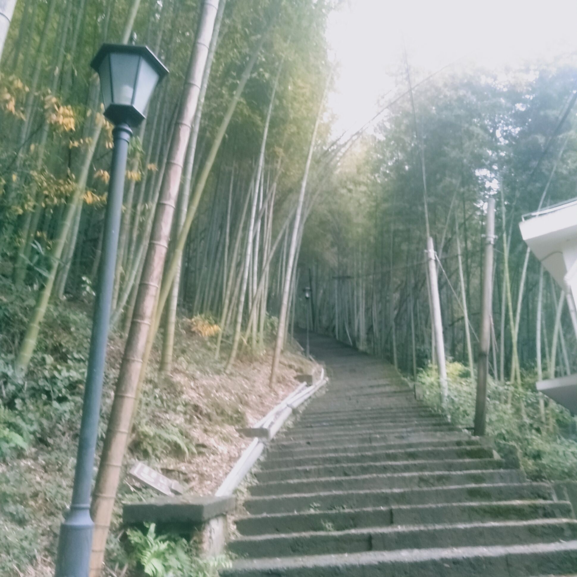 叶家山顶游步道旅行图片 3