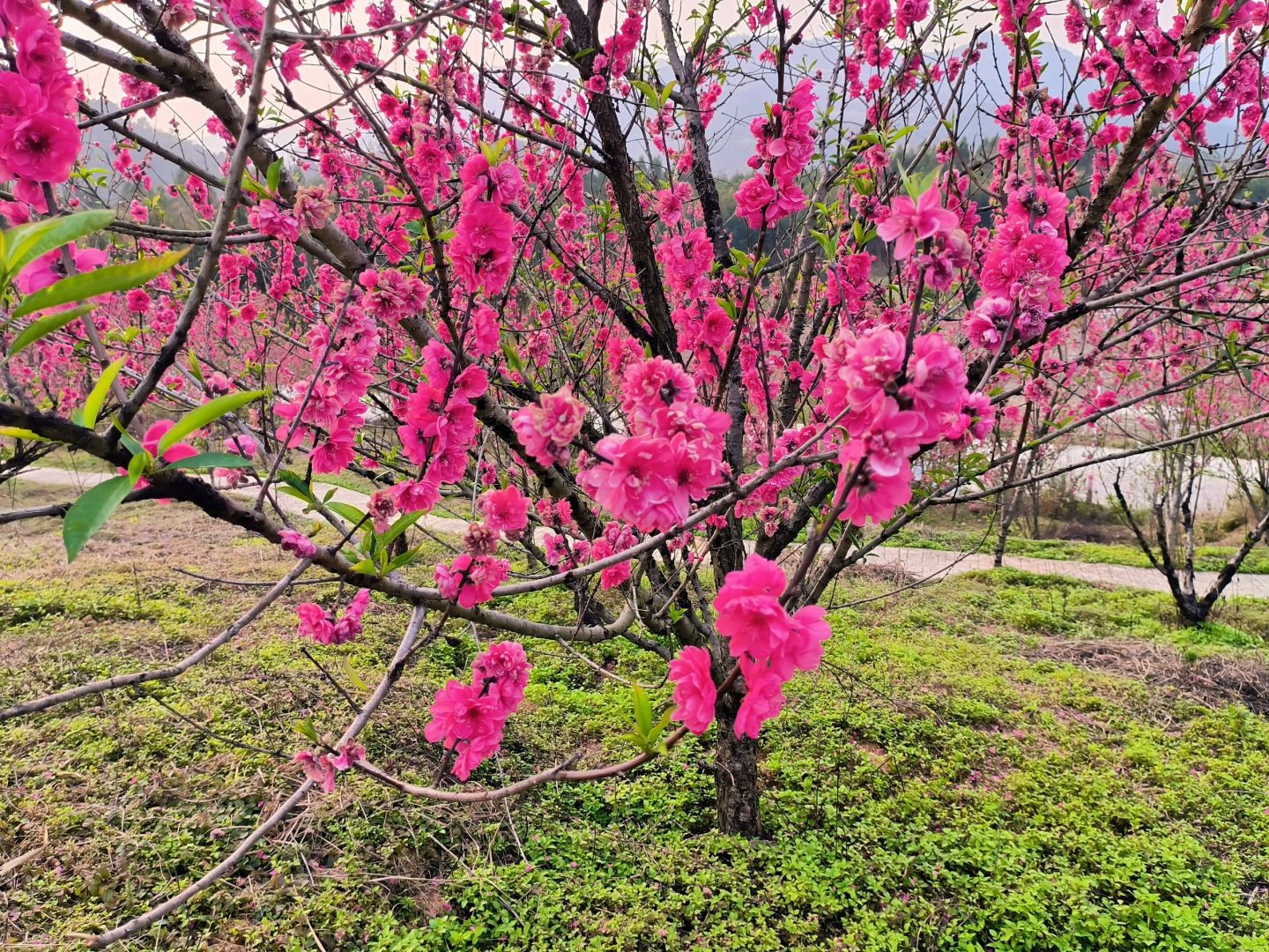 大庙江生态旅游景区旅行图片 2