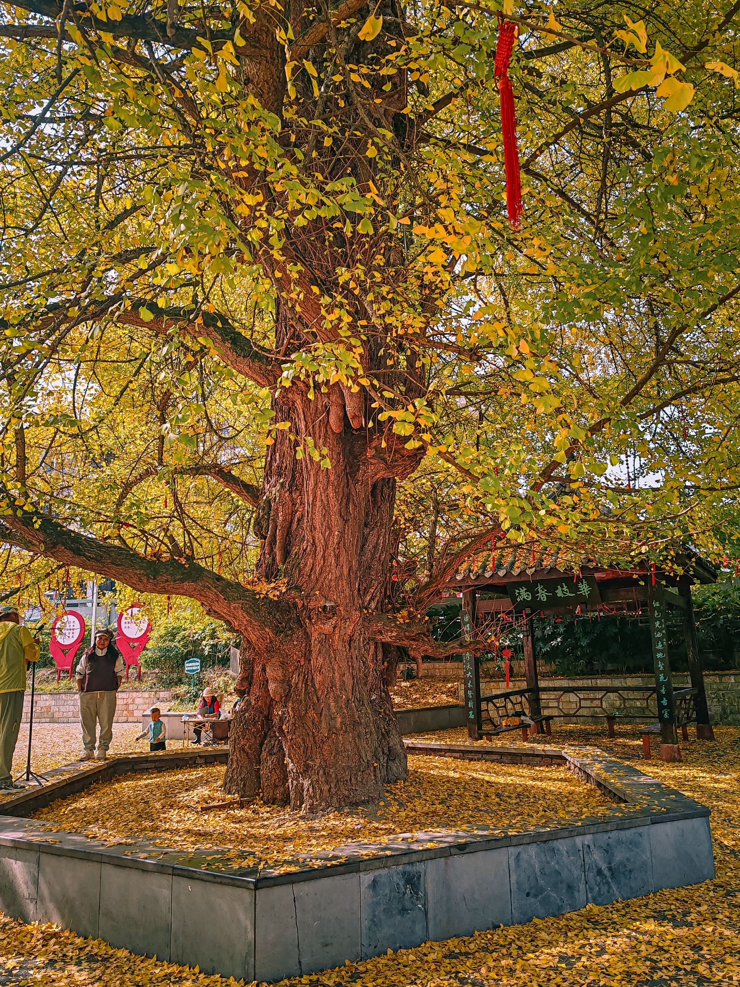 金叶大木美丽乡村旅游区旅行图片 3