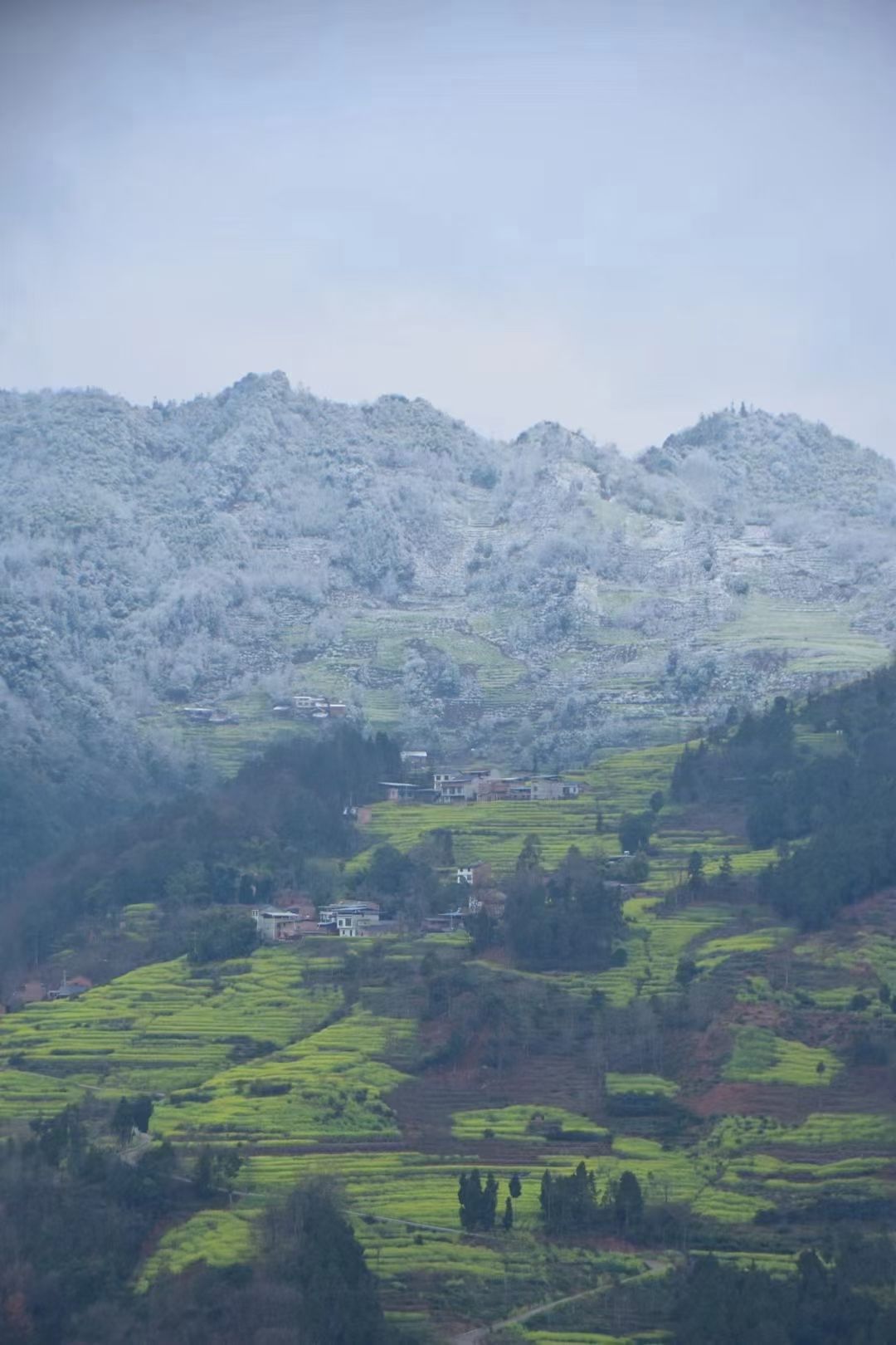 中都秘境油菜花观景台旅行图片 3