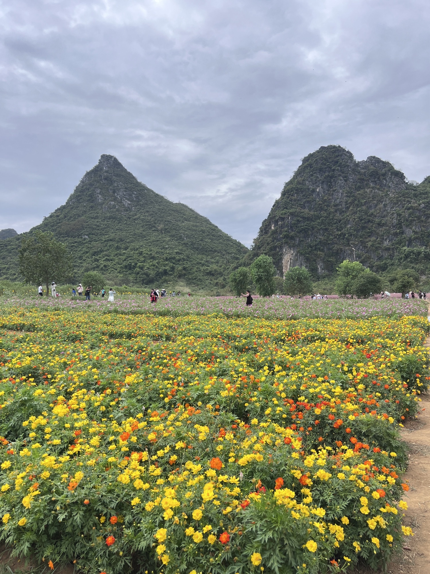 马家坊十三幺花海旅行图片 1