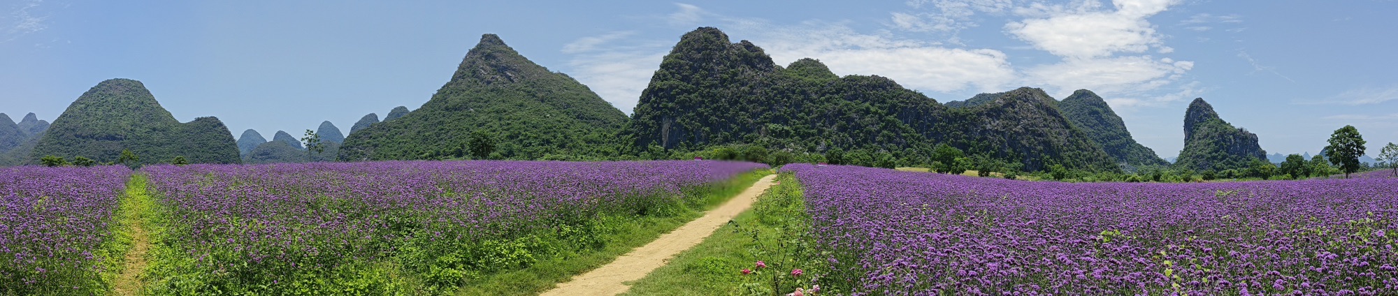 马家坊十三幺花海旅行图片 2