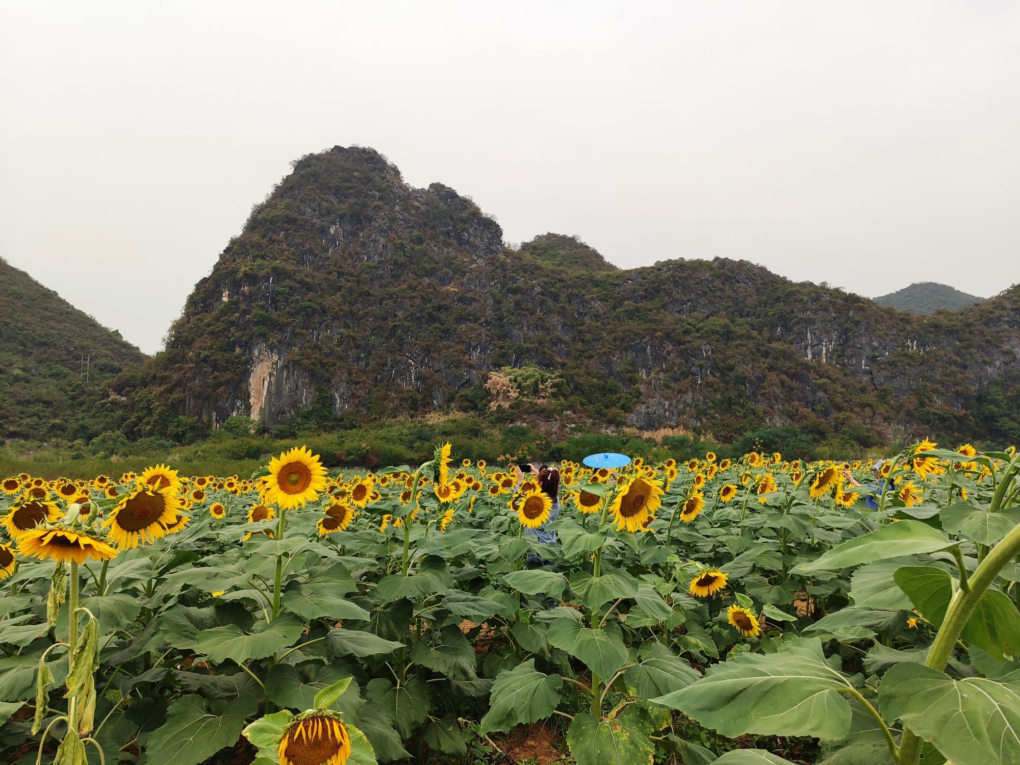 马家坊十三幺花海旅行图片 3