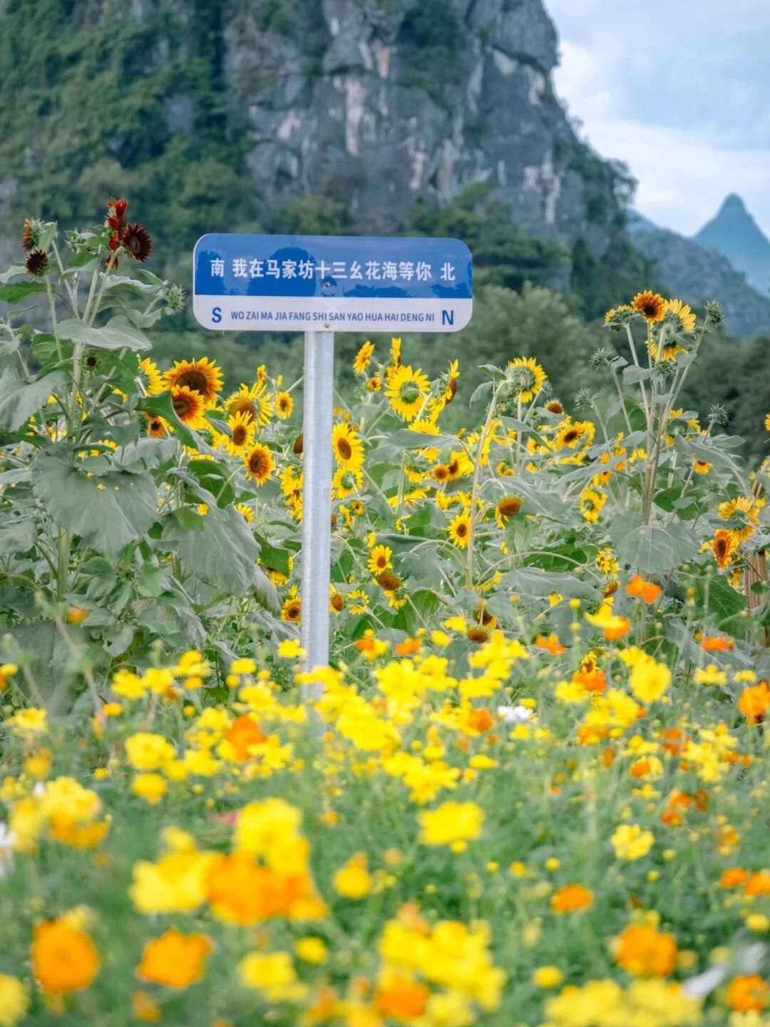 马家坊十三幺花海旅行图片 1
