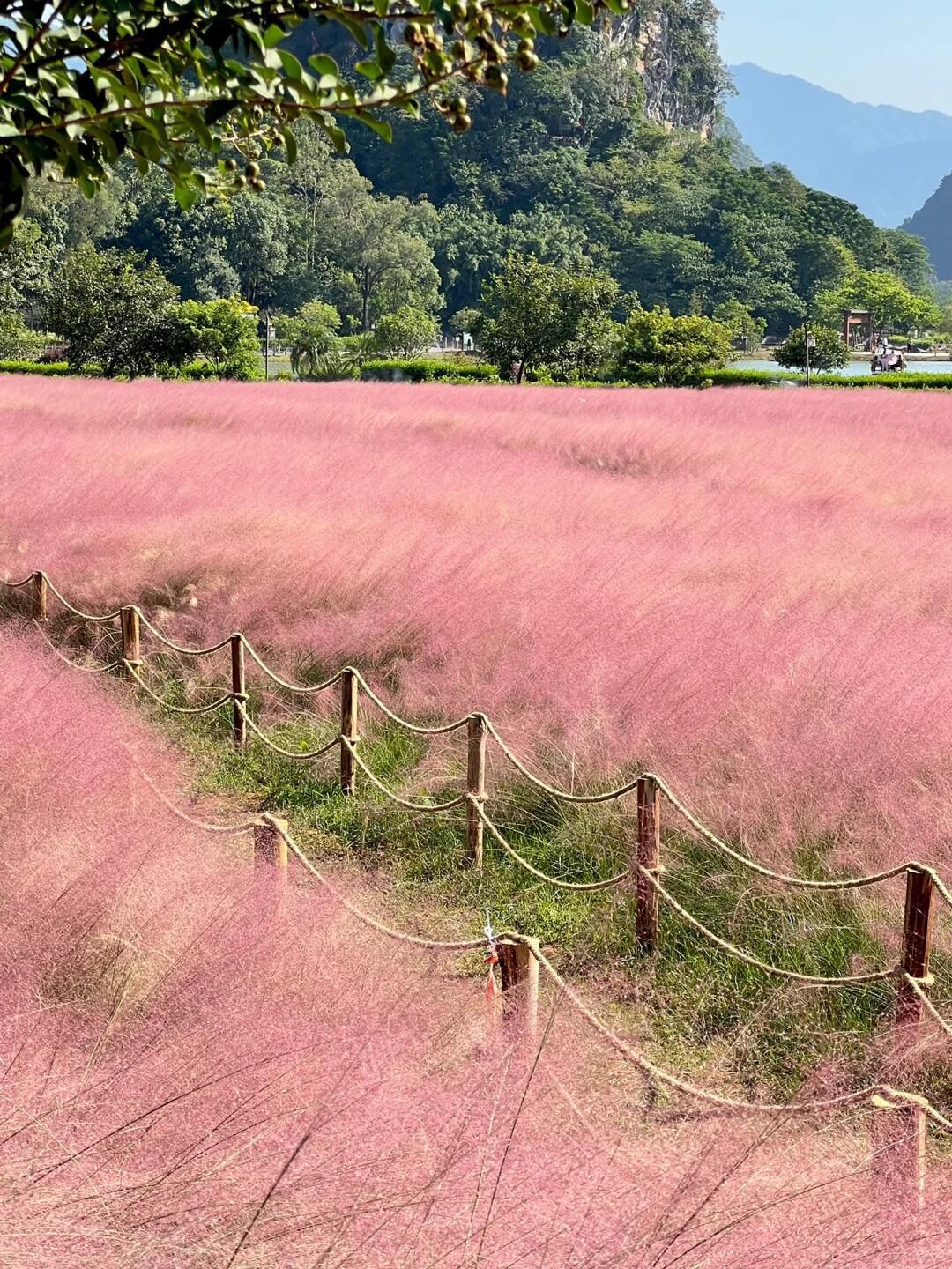 马家坊十三幺花海旅行图片 2