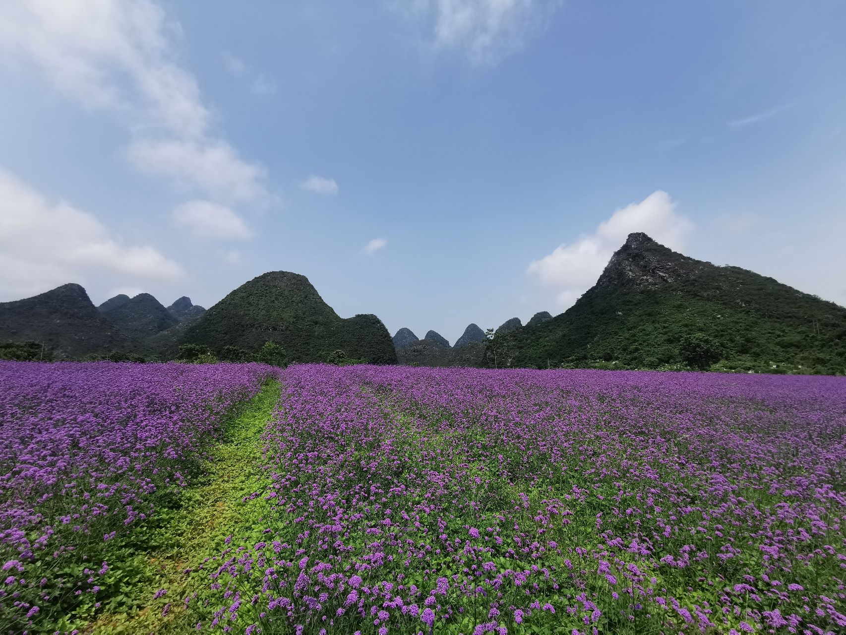 马家坊十三幺花海
