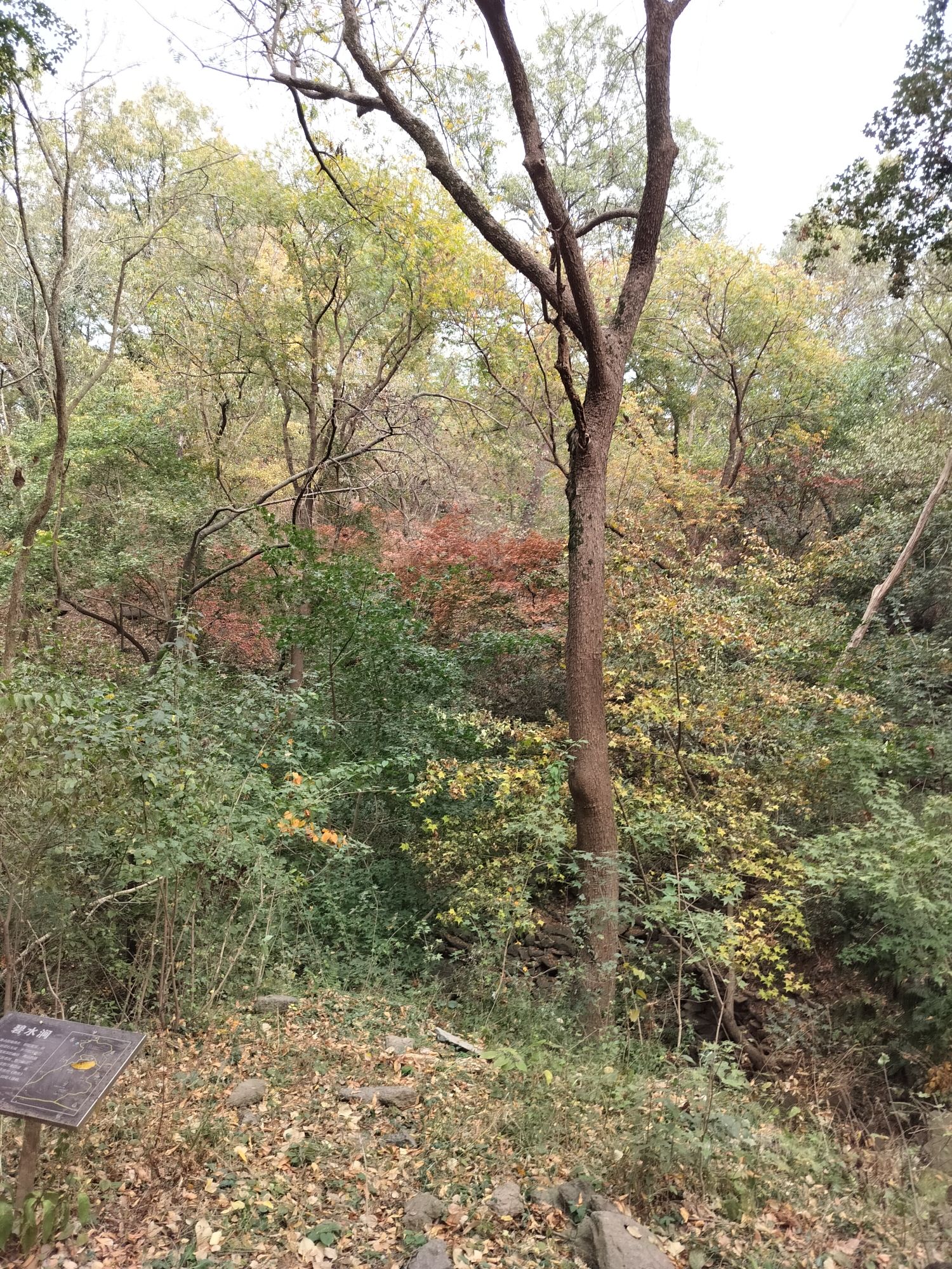 龙窝寺森林公园旅行图片