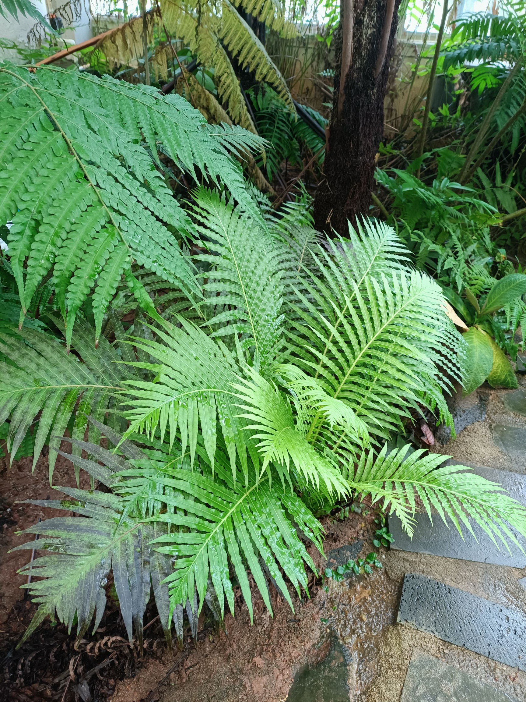 热带珍稀植物园旅行图片 2