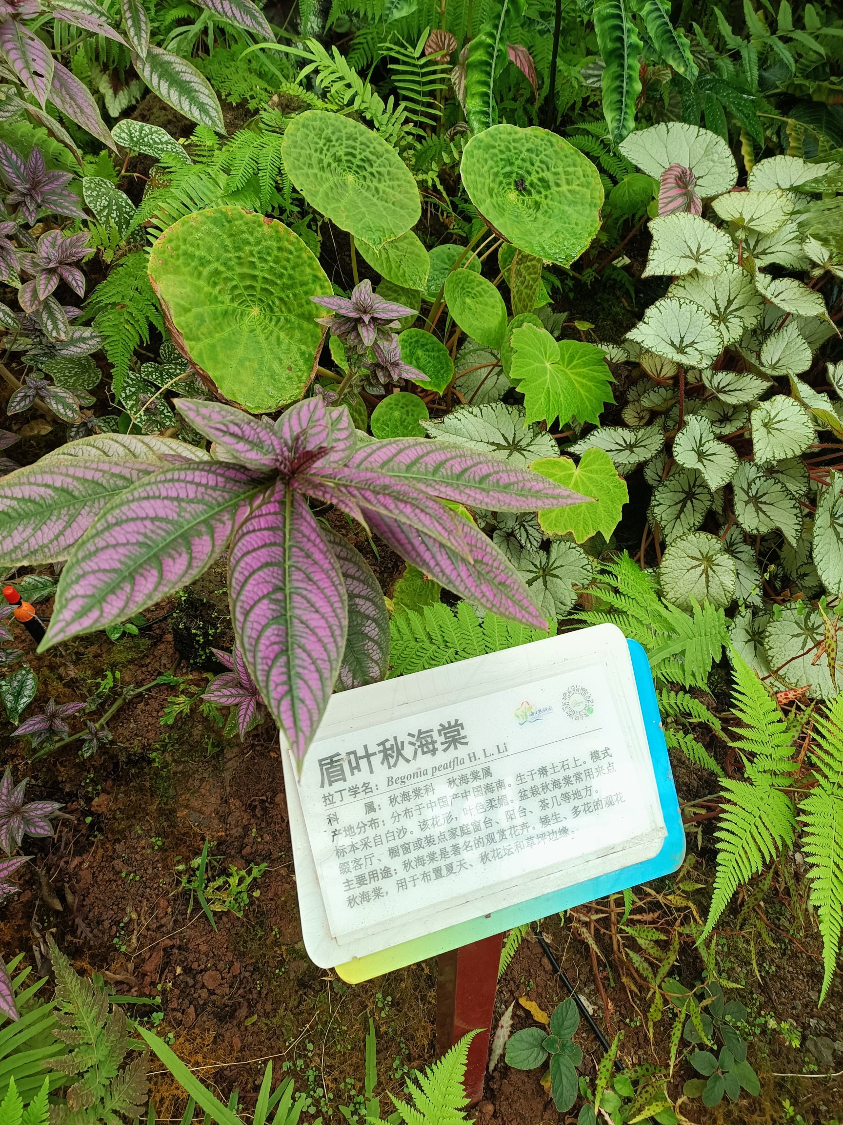 热带珍稀植物园旅行图片 3