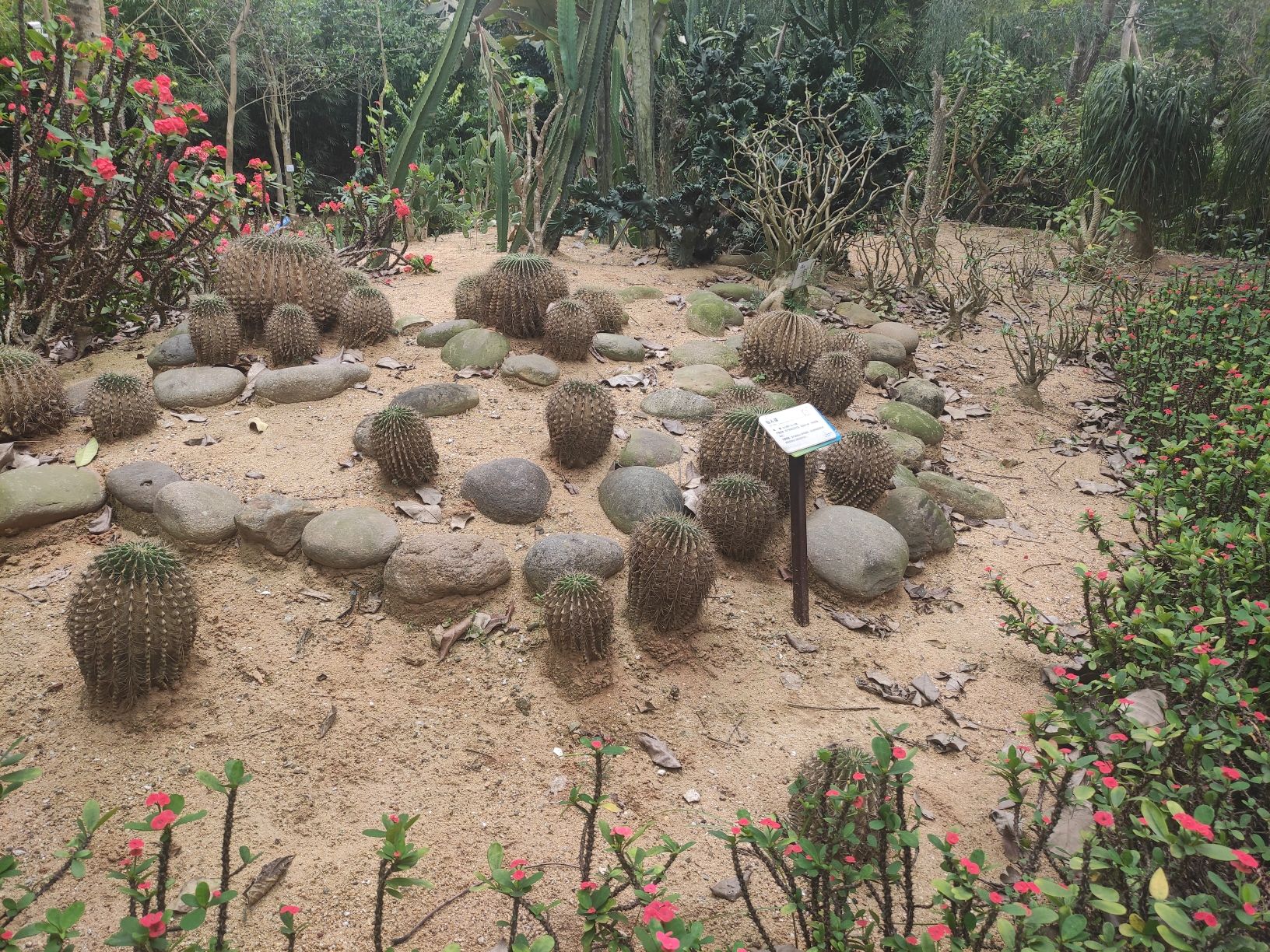 热带珍稀植物园旅行图片 1