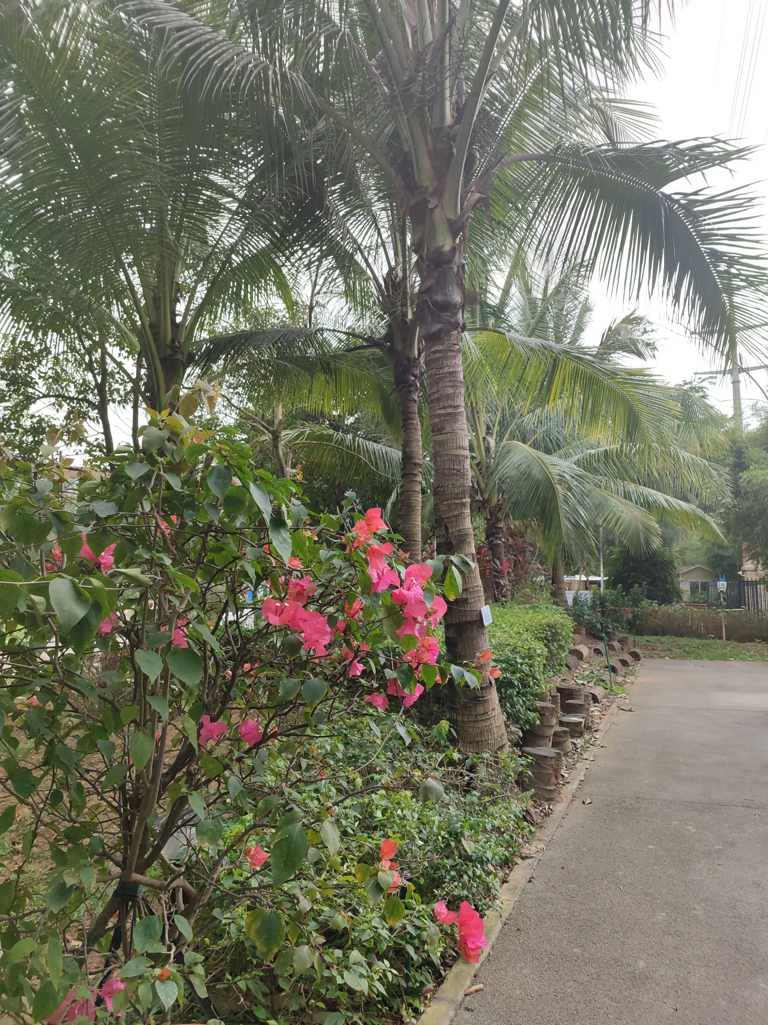 热带珍稀植物园旅行图片 1