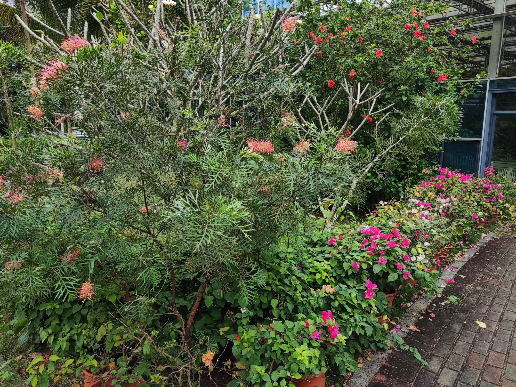 热带珍稀植物园旅行图片 3