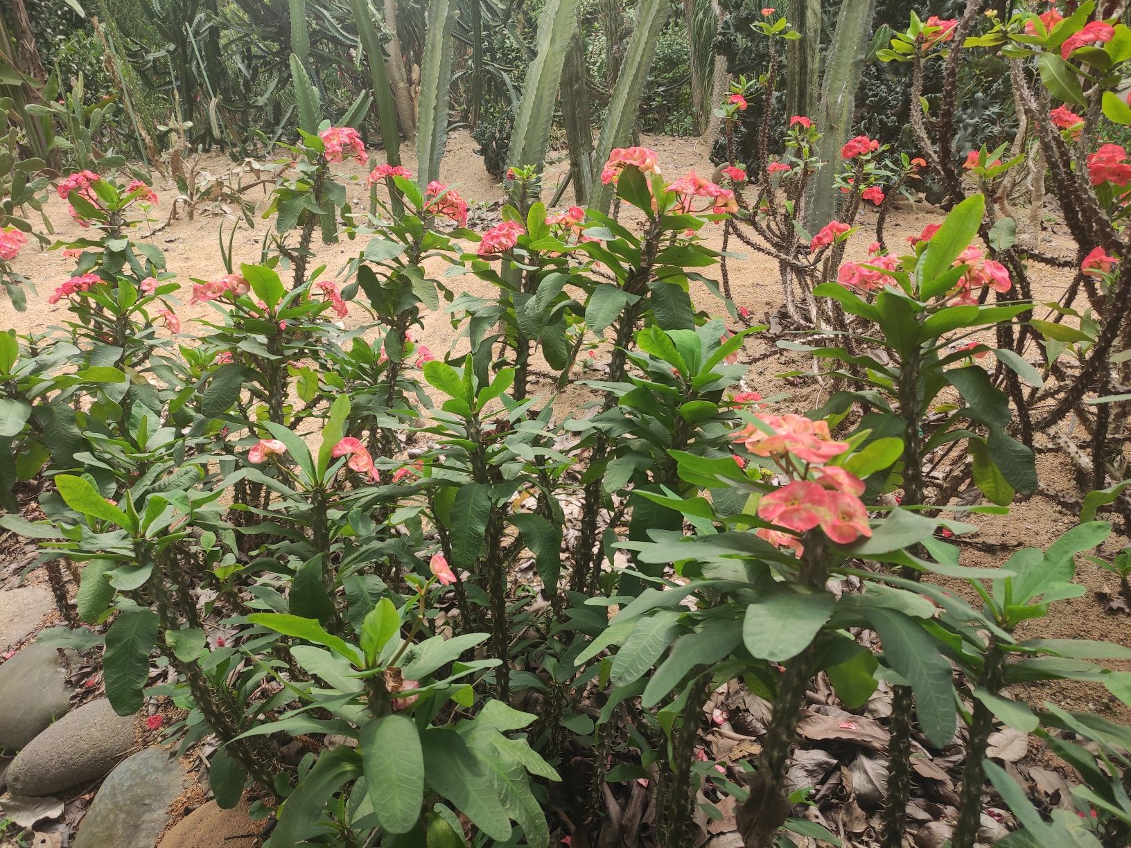 热带珍稀植物园旅行图片 2