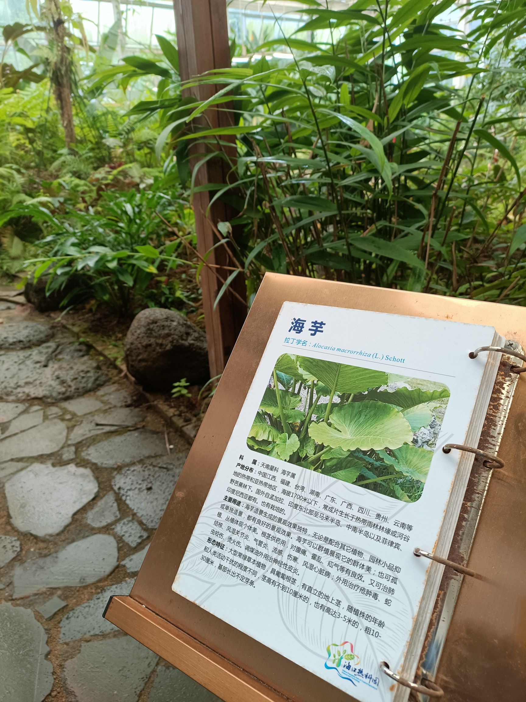 热带珍稀植物园旅行图片 1